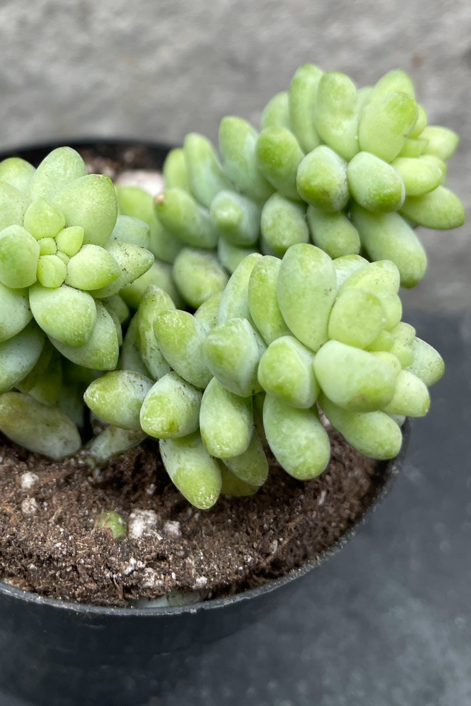 A potted Sedum morganianum 'Burro's Tail' plant with light blue-green plump leaves that are trailing out of the basket. ©Sprout Home