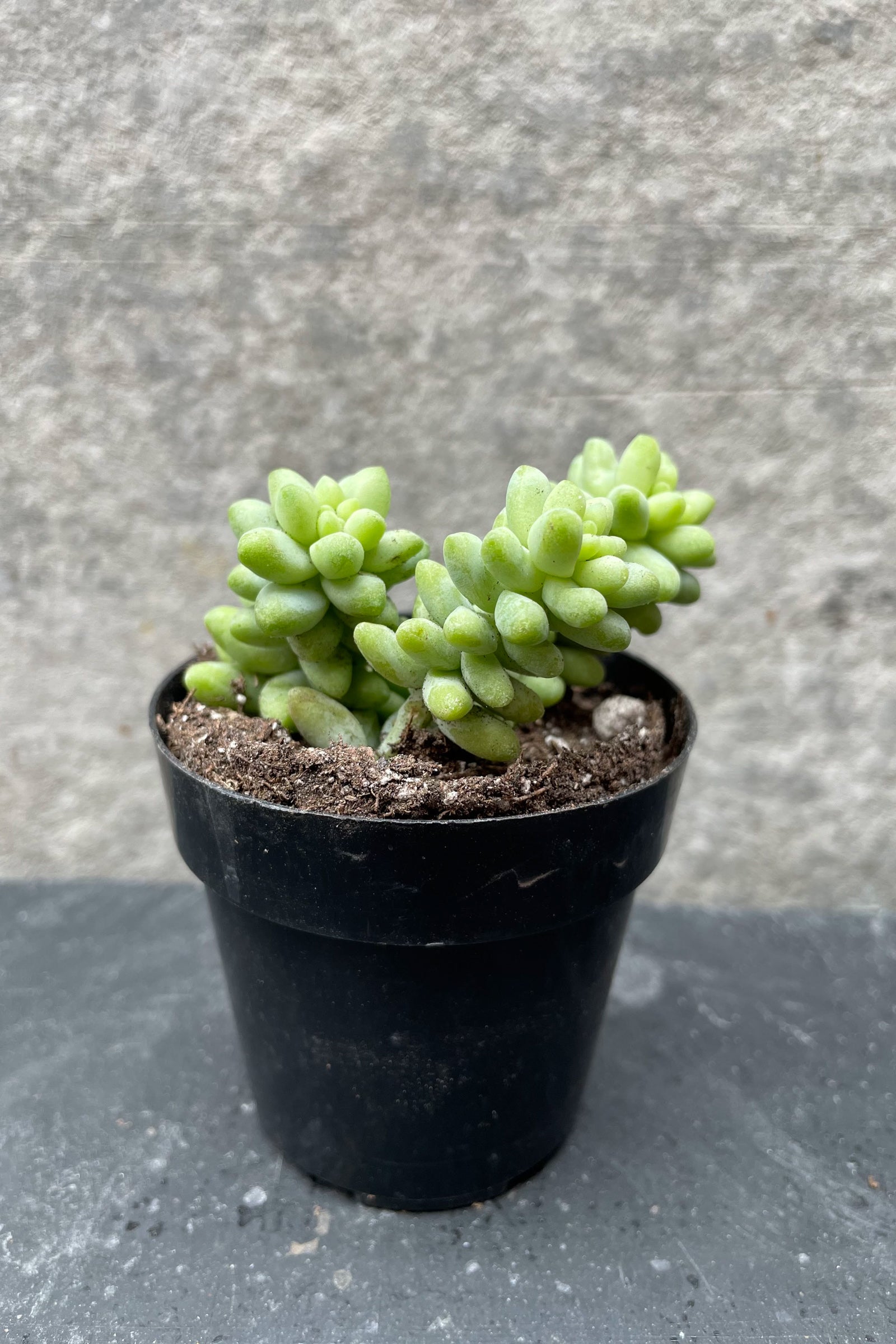 Burro's Tail plant in a small grower's pot against a gray wall ©Sprout Home