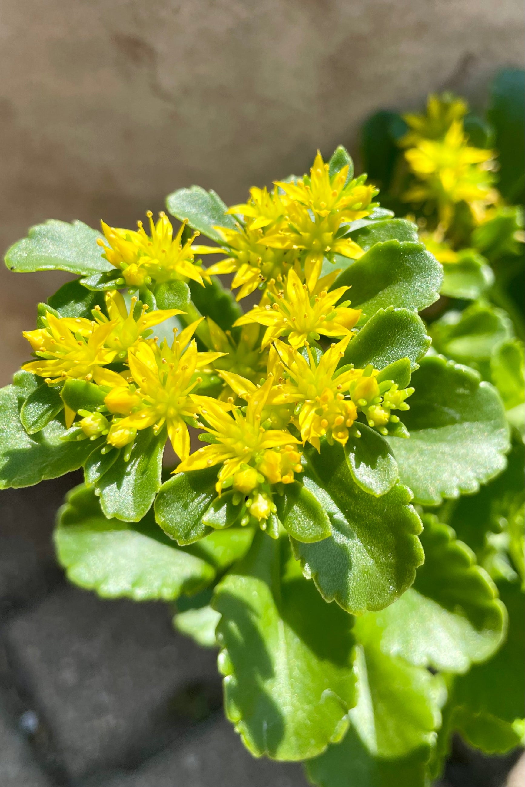Sedum kamtschaticum in bloom showing the bright yellow flowers at the end of June at Sprout Home. ©Sprout Home