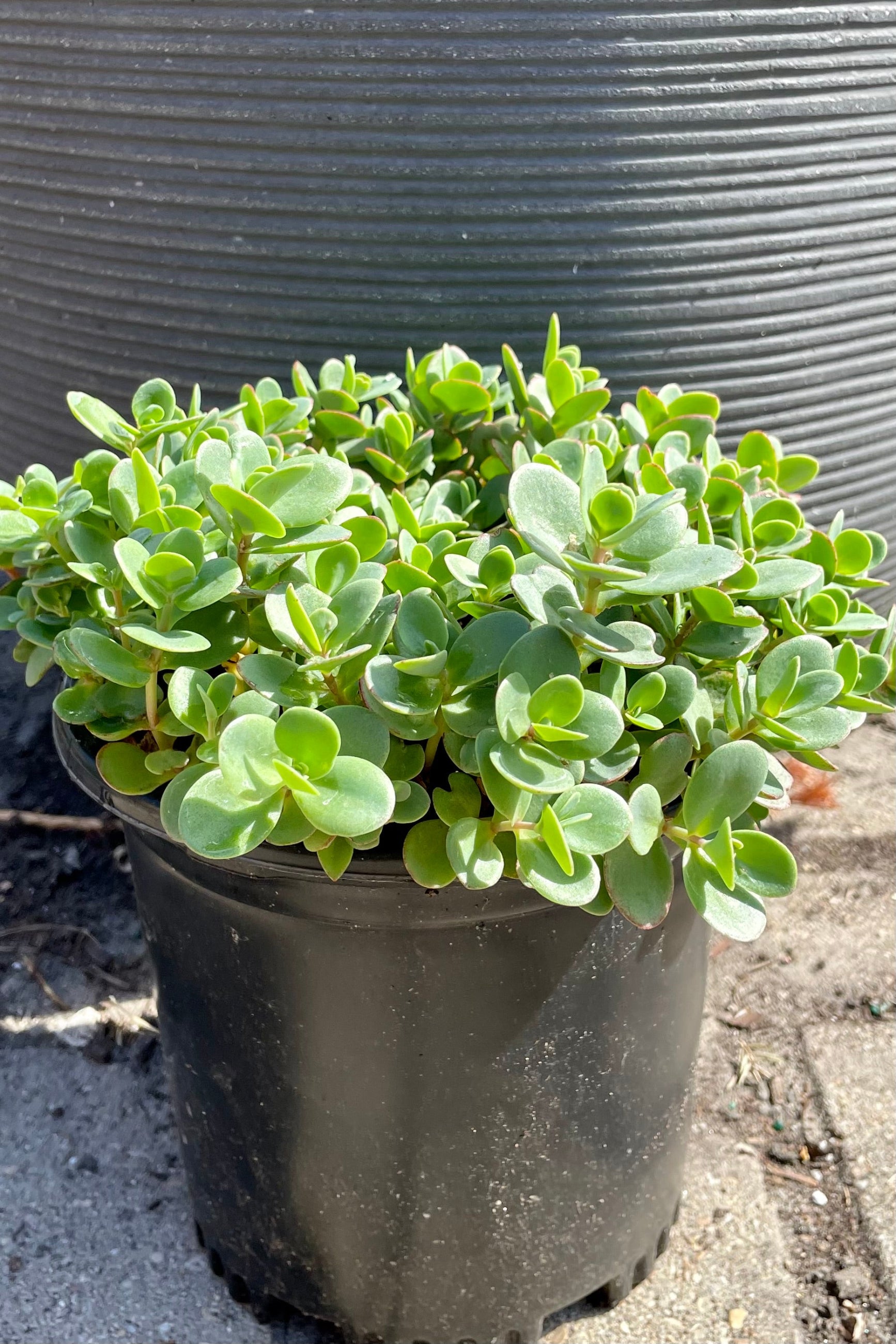 #1 pot size of Sedum 'Lime Zinger' before bloom the end of June showing the thick green leaves with pink tips at Sprout Home. ©Sprout Home