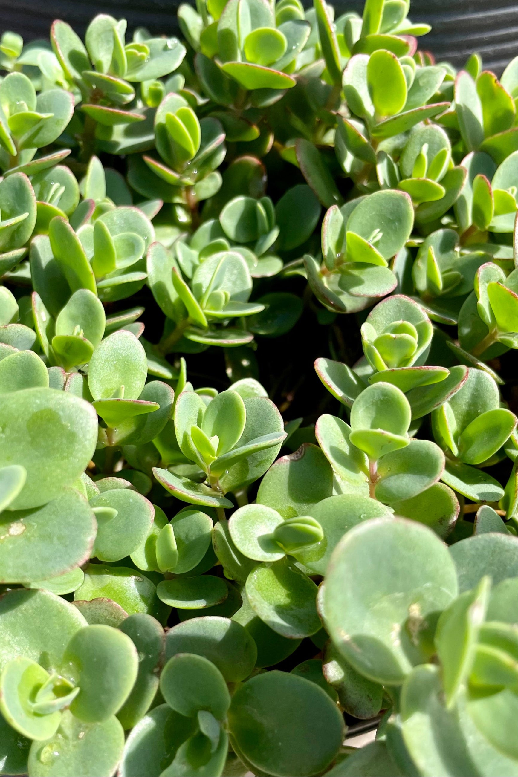 close up picture of the lime green with pink edged thick succulent like leaves of the Sedum 'Lime Zinger' at the end of June at Sprout Home. ©Sprout Home