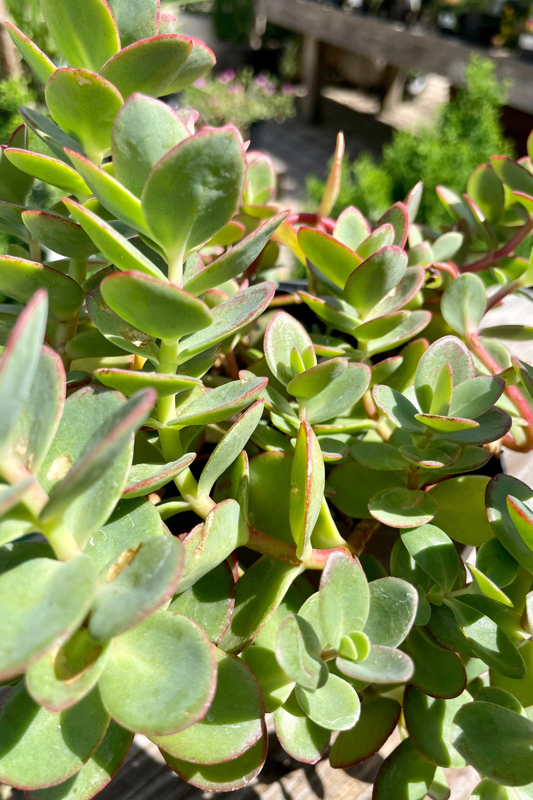 Detail picture of the thick round leaves of the Sedum 'Lime Zinger' the end of July showing shades of green, blue and pink. ©Sprout Home