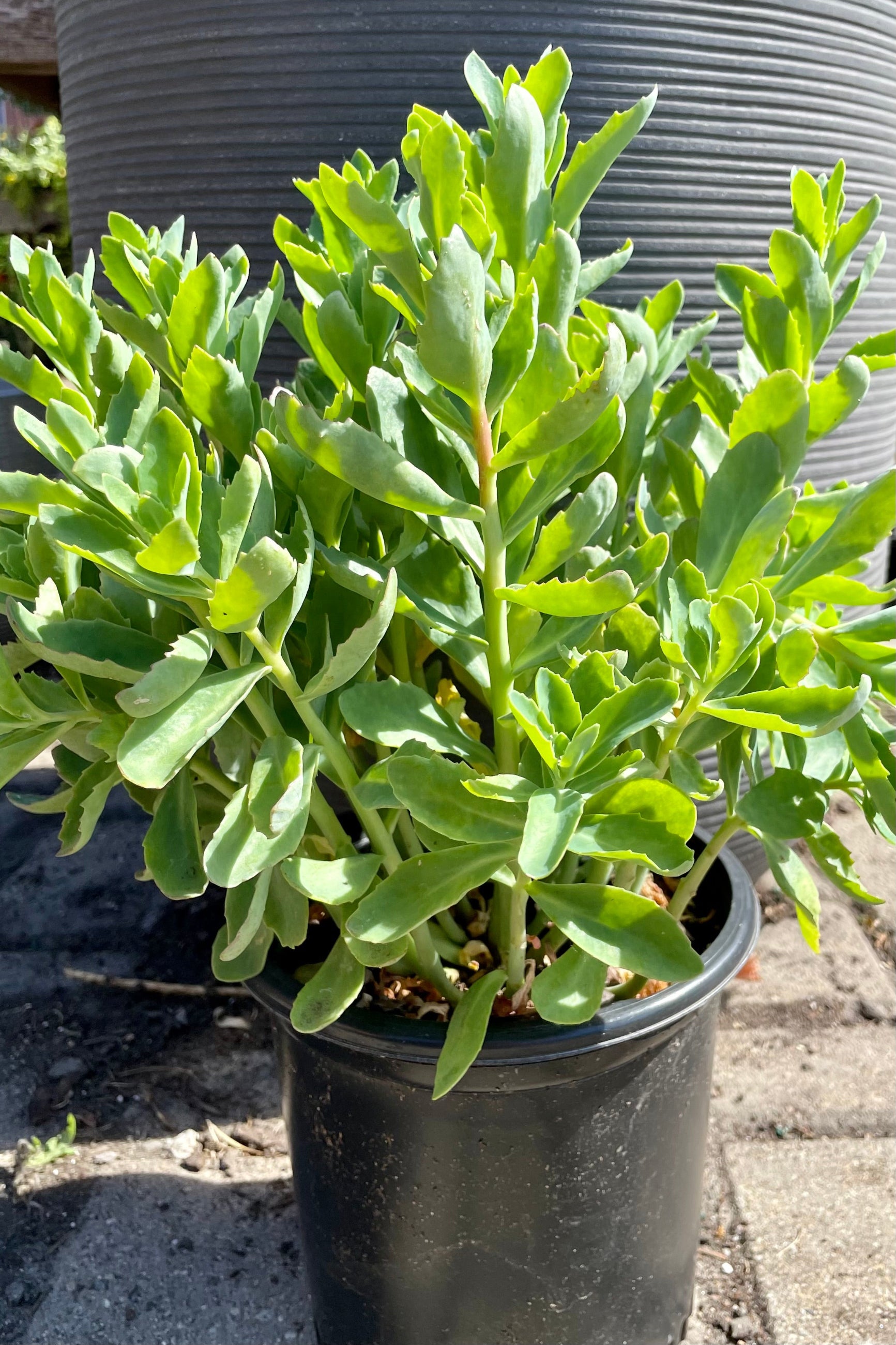 #1 size pot of Sedum 'Munstead Dark Red' showing the succulent thick green leaves prior to bloom the end of June at Sprout Home. ©Sprout Home