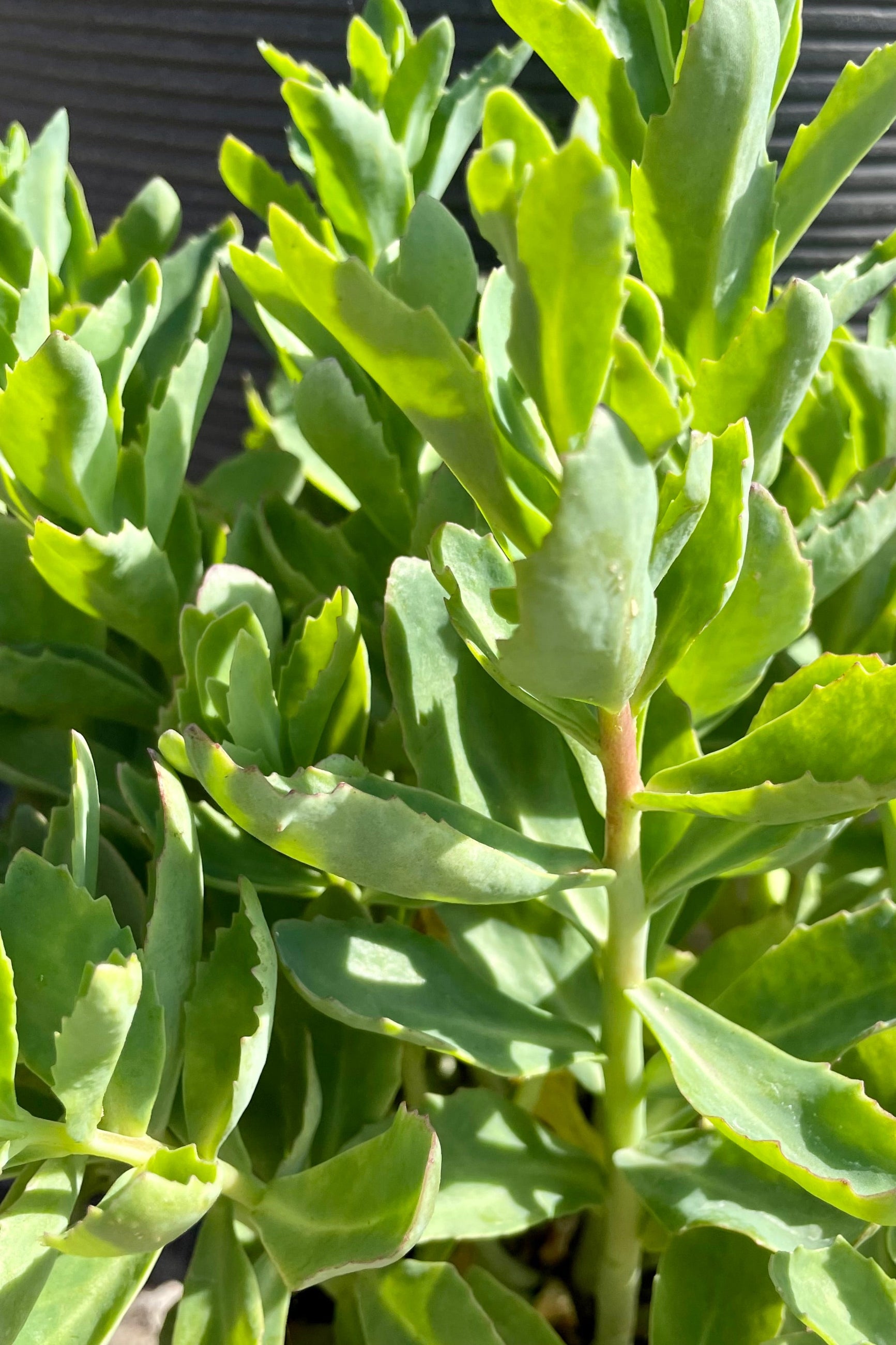 up close picture of the succulent like leaves of the Sedum 'Munstead Dark Red' before bloom in late June at Sprout Home. ©Sprout Home