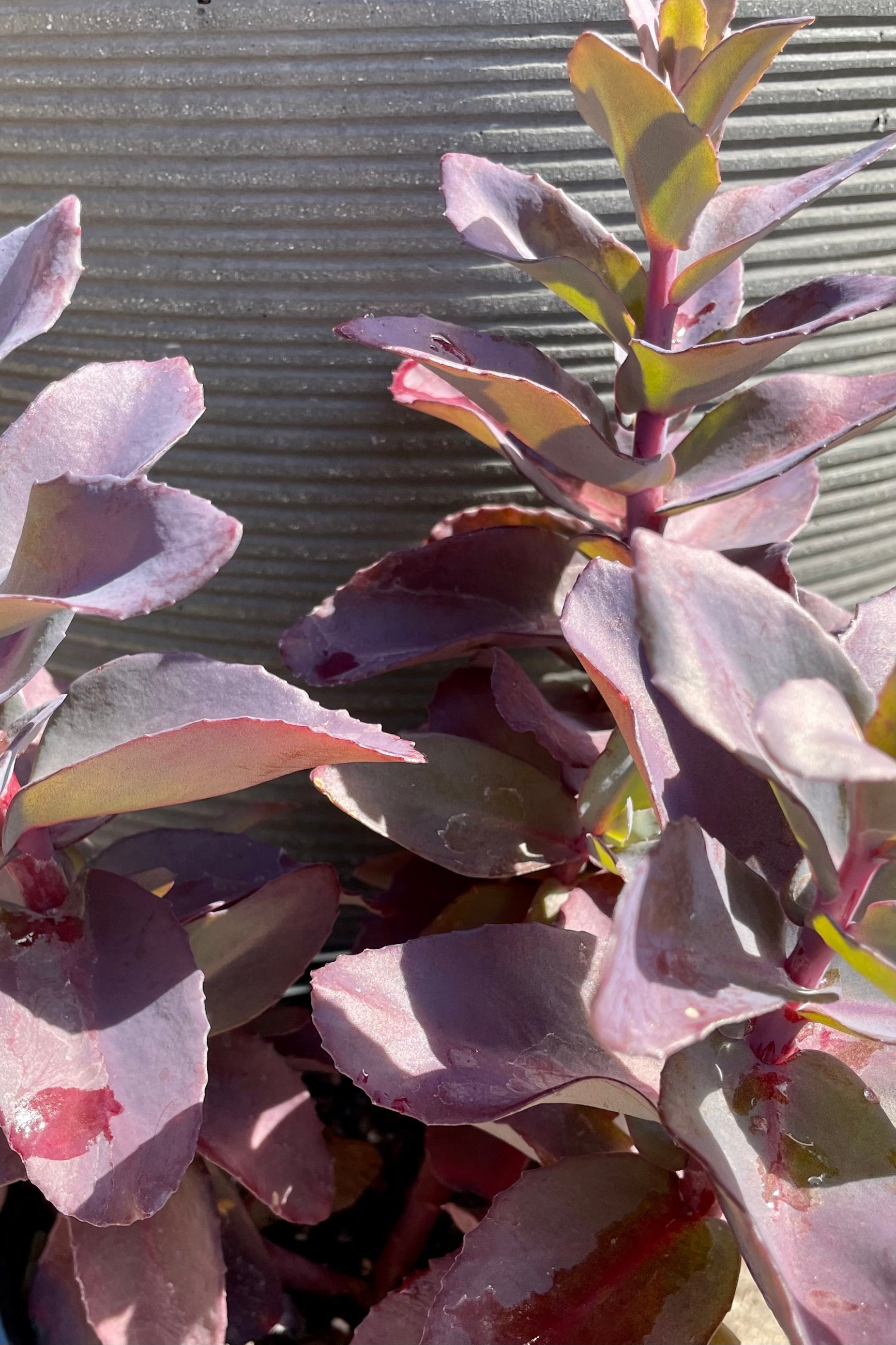 Detail picture of the thick purple green leaves of the Sedum 'Oriental Dancer' at the end of June at Sprout Home. ©Sprout Home