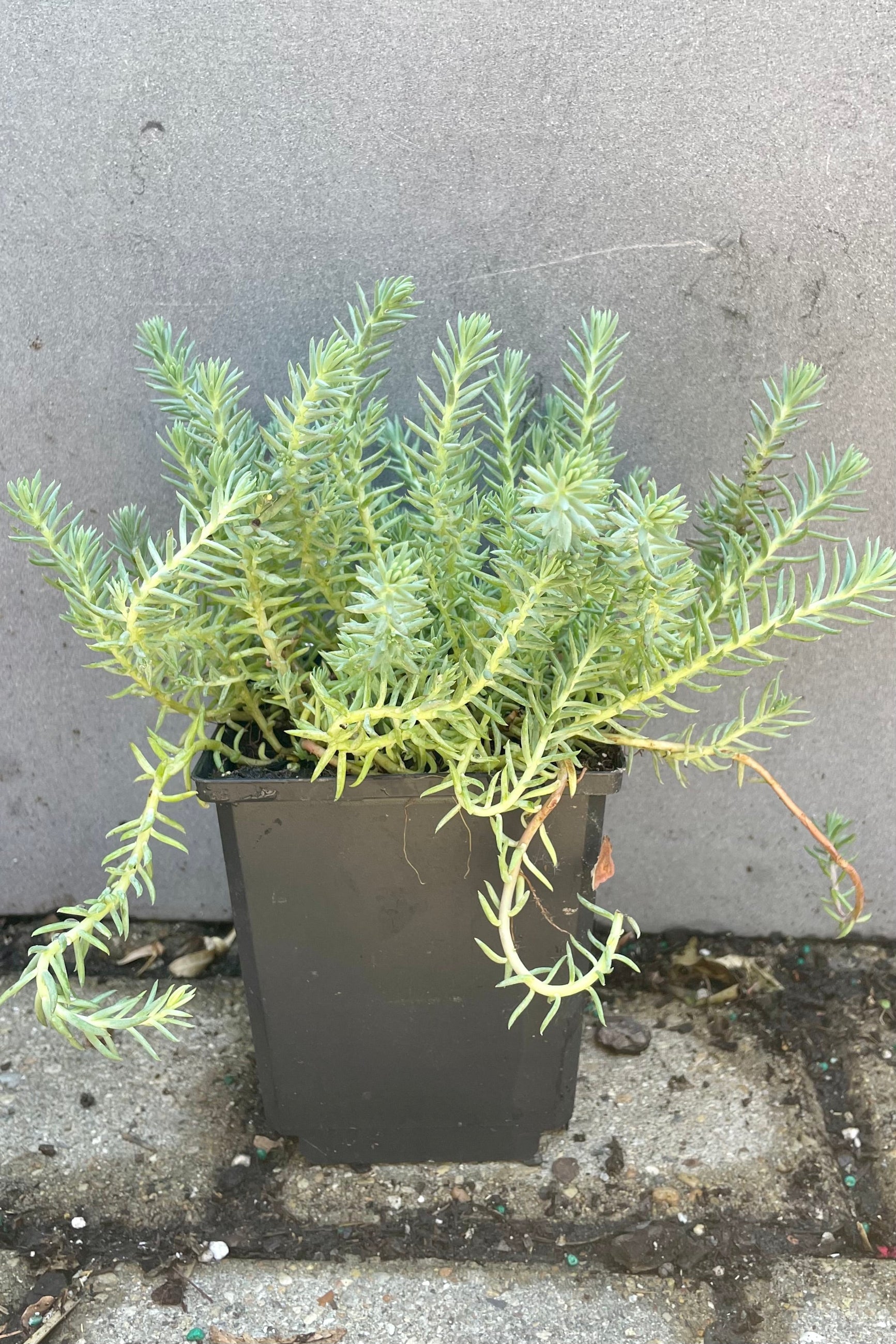 1qt size container of Sedum 'Blue Spruce' mid to late June just before blooming showing the green blue needle like thick foliage at Sprout Home. ©Sprout Home