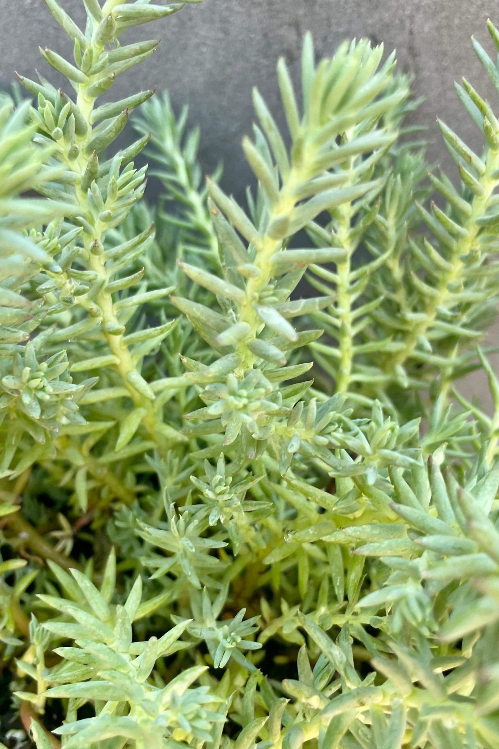 Sedum 'Blue Spruce' detail picture of the blue green needle like thick foliage mid late June at Sprout Home. ©Sprout Home