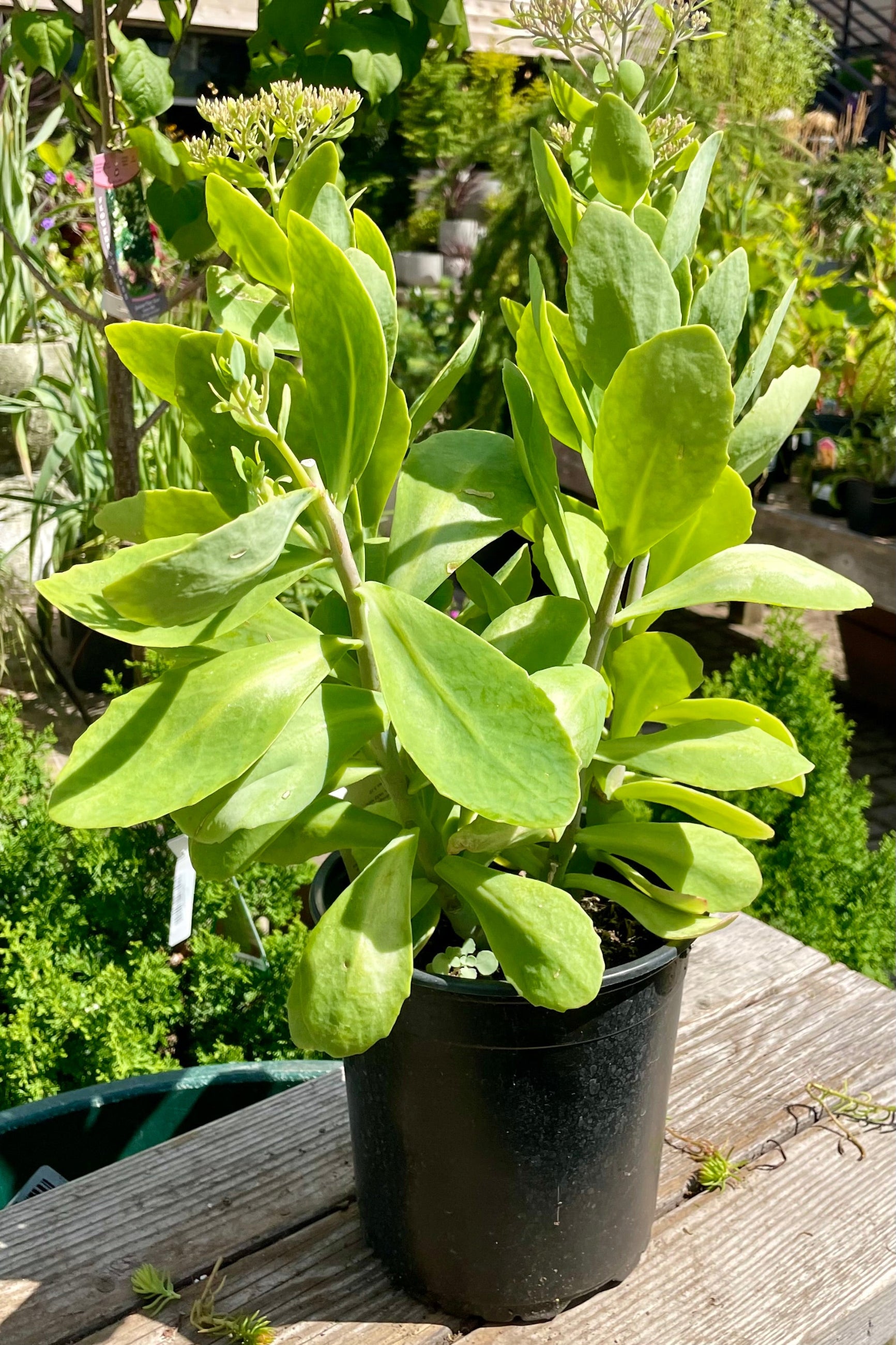 Sedum 'Brilliant' in a #1 pot the end of July showing bud about to bloom above the thick green foliage. ©Sprout Home