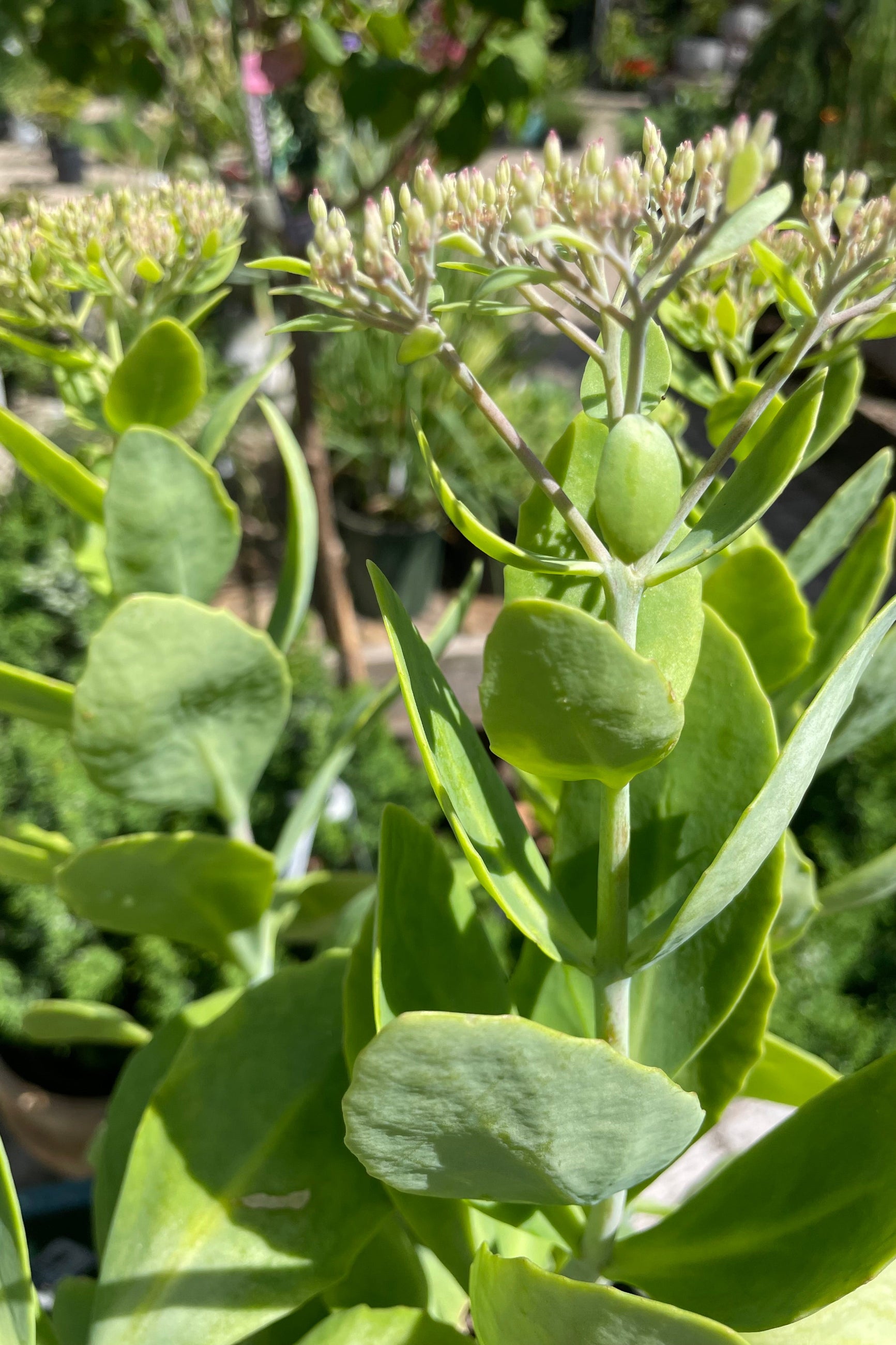Sedum 'Brilliant' just starting to show buds before bloom above its thick foliage the end of July. ©Sprout Home