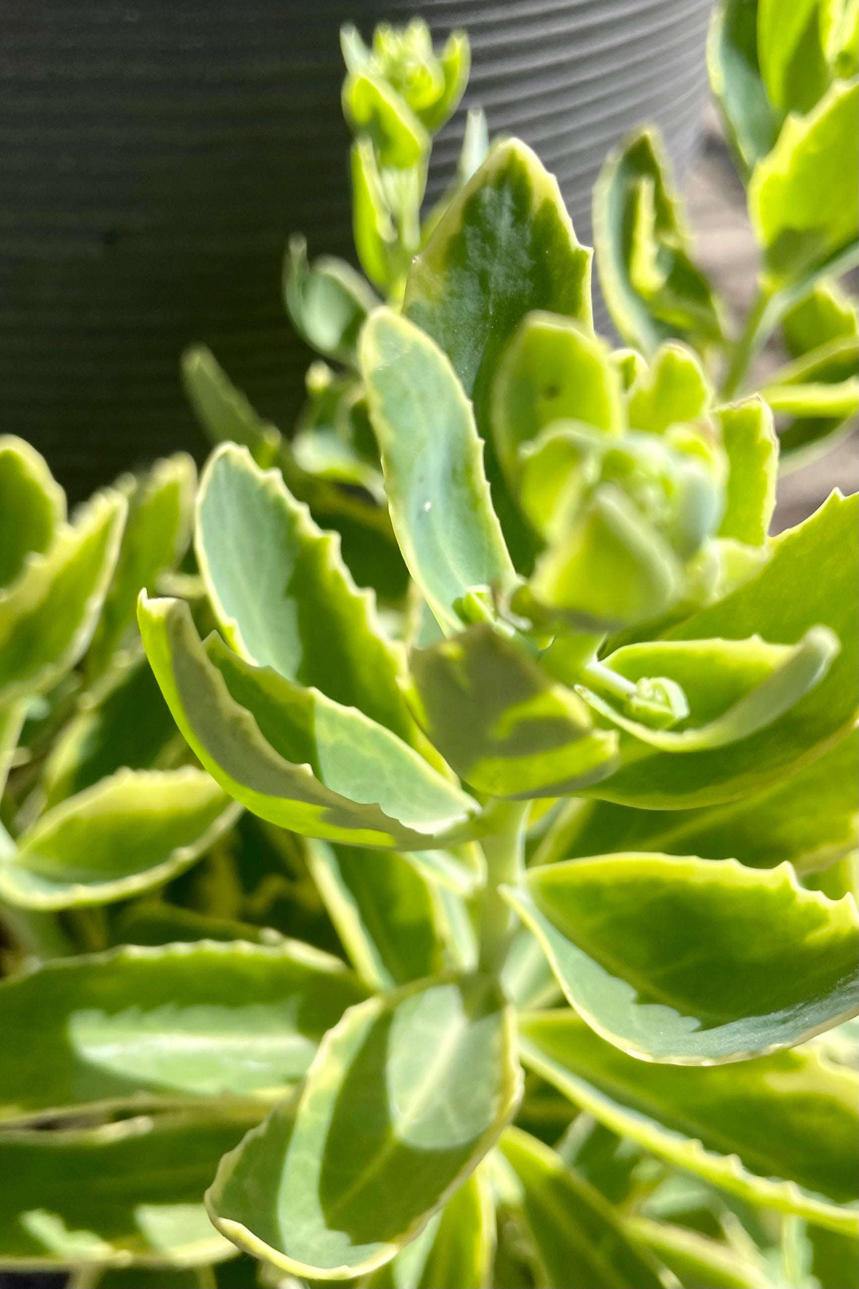 The bright green with lemon edged toothed thick leaves of Sedum 'Elsie's Gold' the end of June at Sprout Home. ©Sprout Home