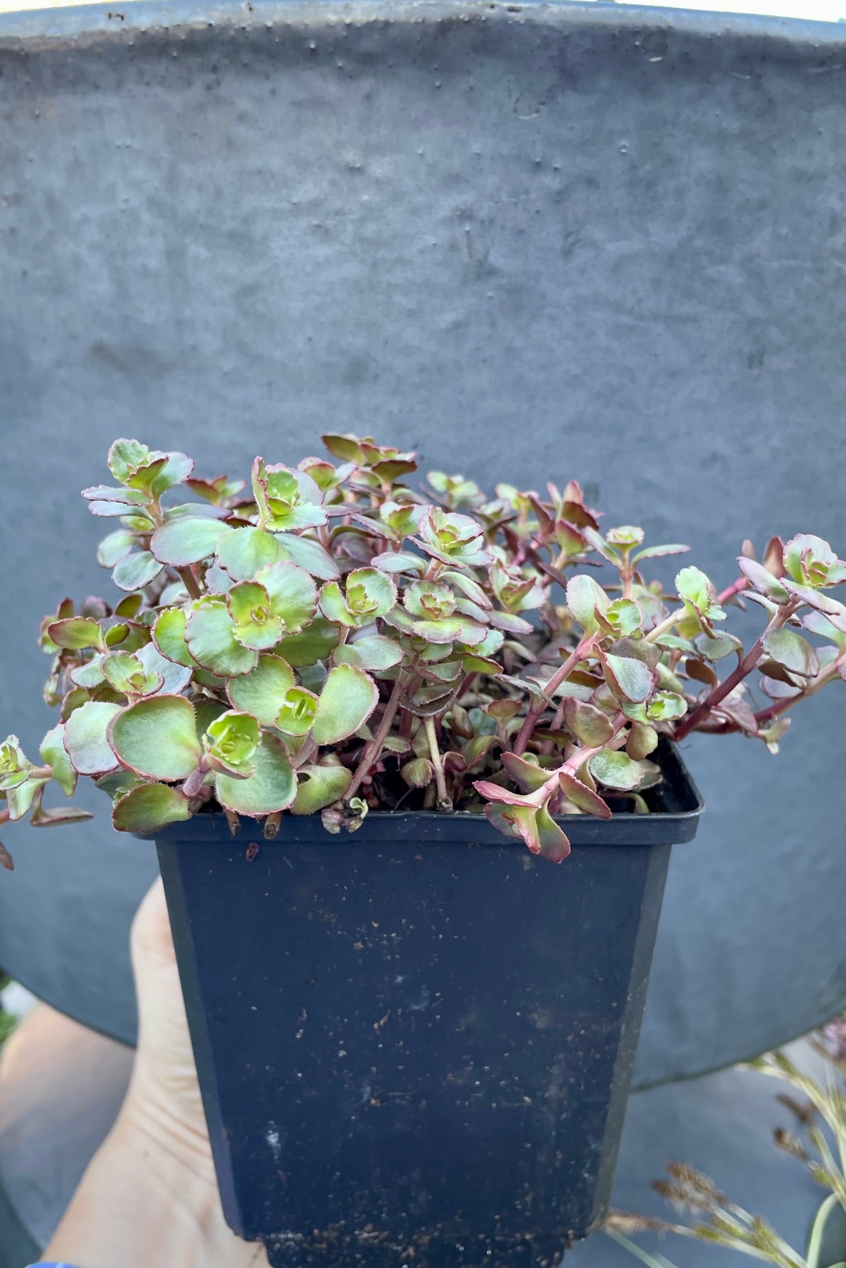 1qt size of Sedum 'Fuldaglut' in mid April showing shades of green and red in its thick round leaves. ©Sprout Home