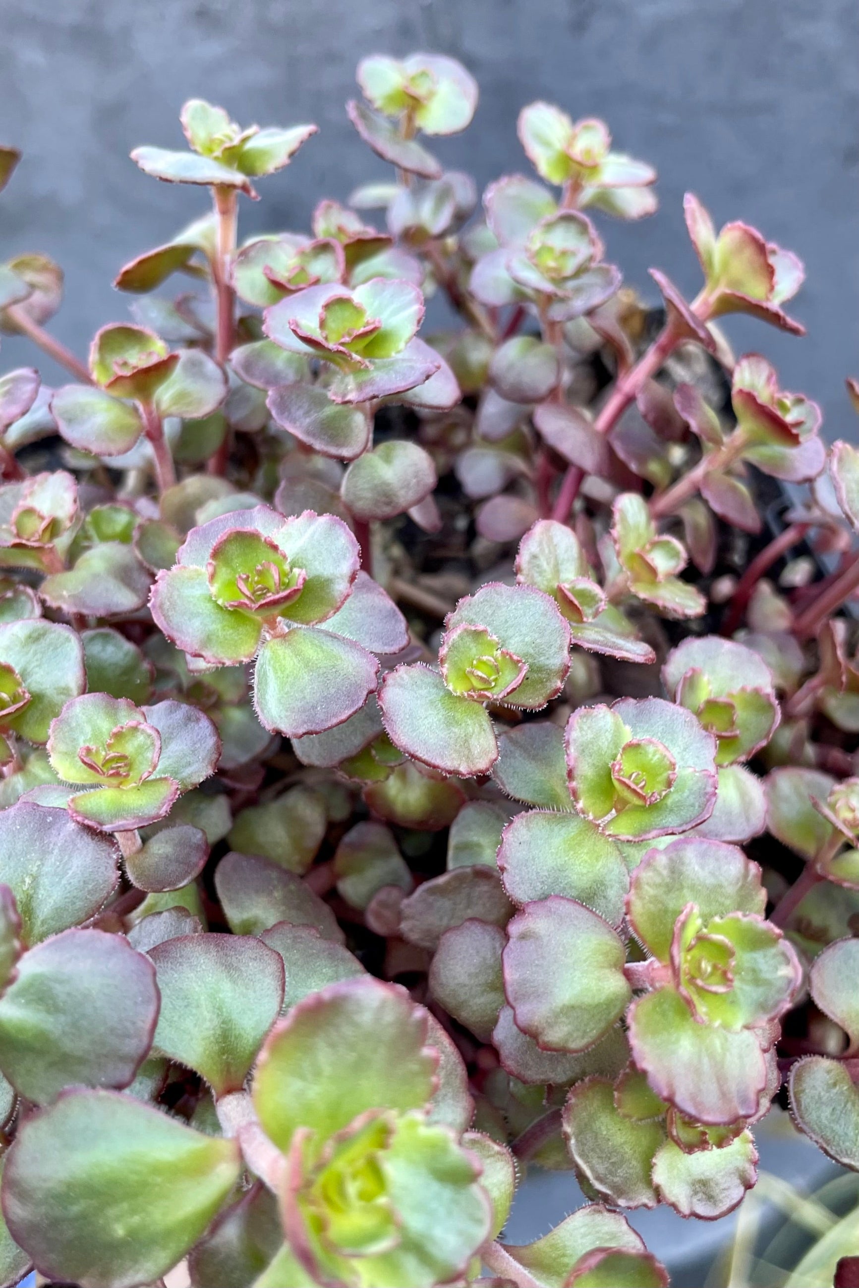 Detail of the thick rounded leaves of Sedum 'Fuldaglut' in mid April showing shades of red and green ©Sprout Home