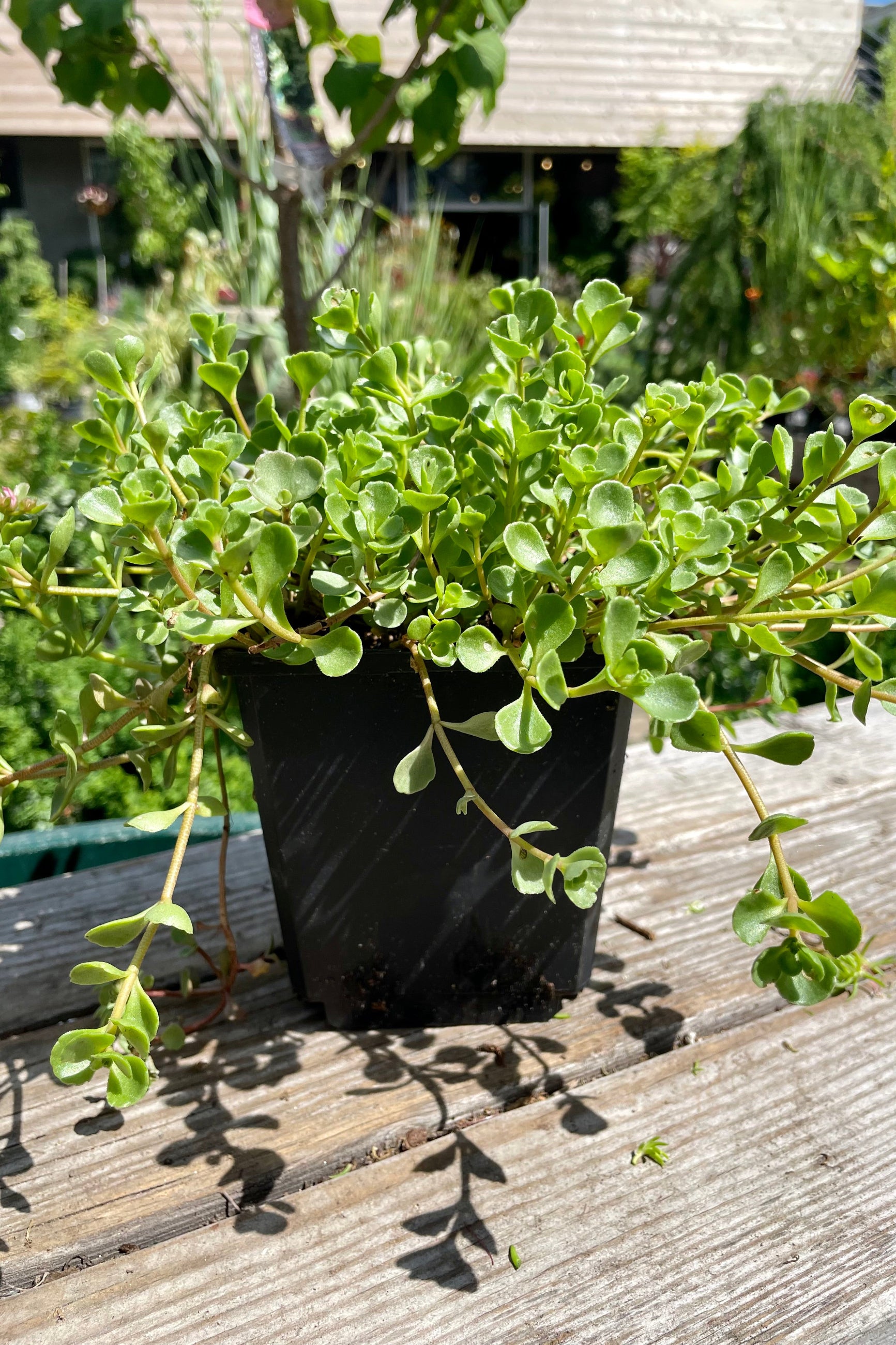 Sedum 'John Creech' in a quart pot the end of July showing the thick green leaves. ©Sprout Home