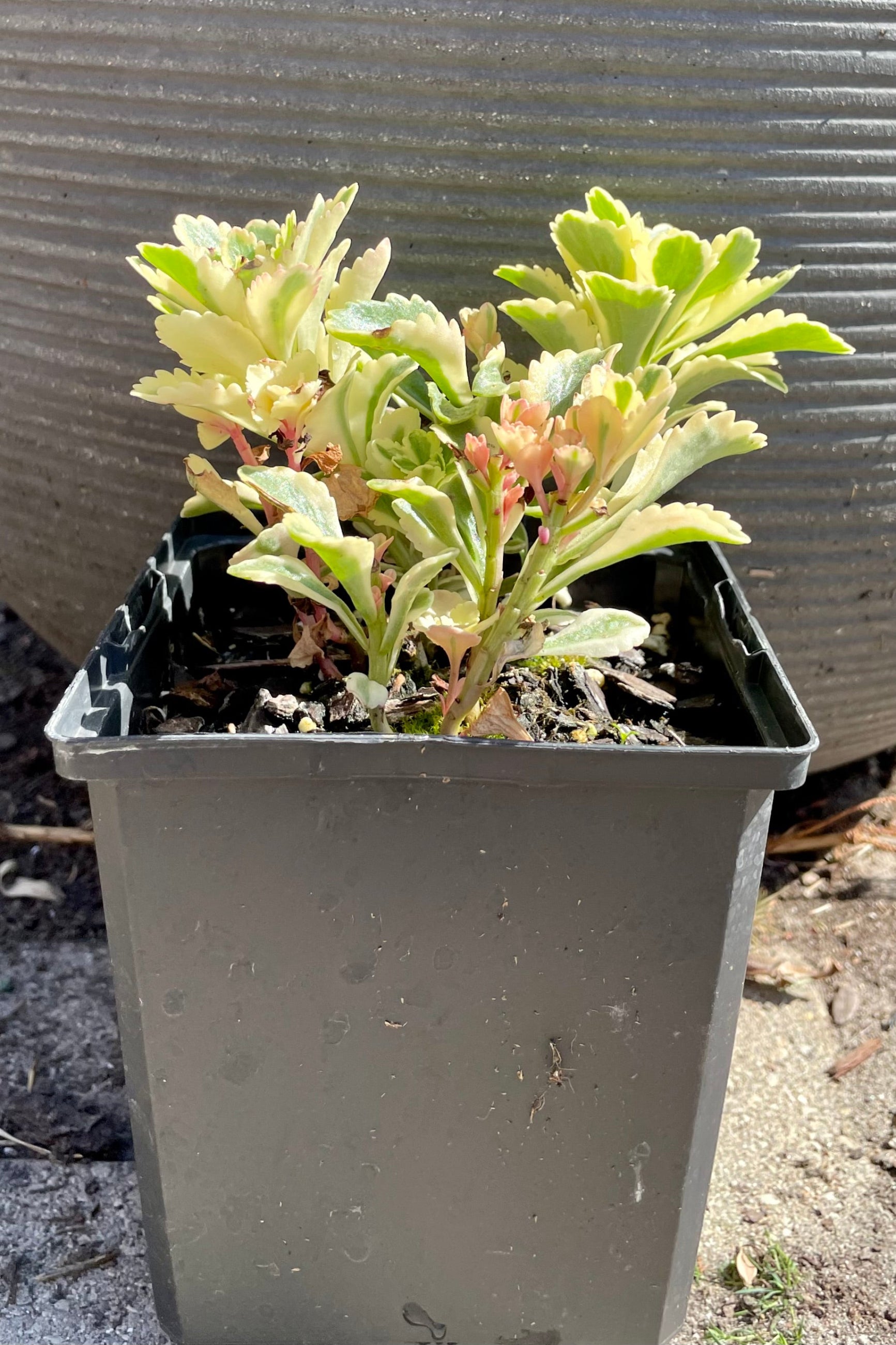 4" pot of the Sedum 'Atlantis' beginning to bud with its bright variegated leaves the end of June at Sprout Home. ©Sprout Home