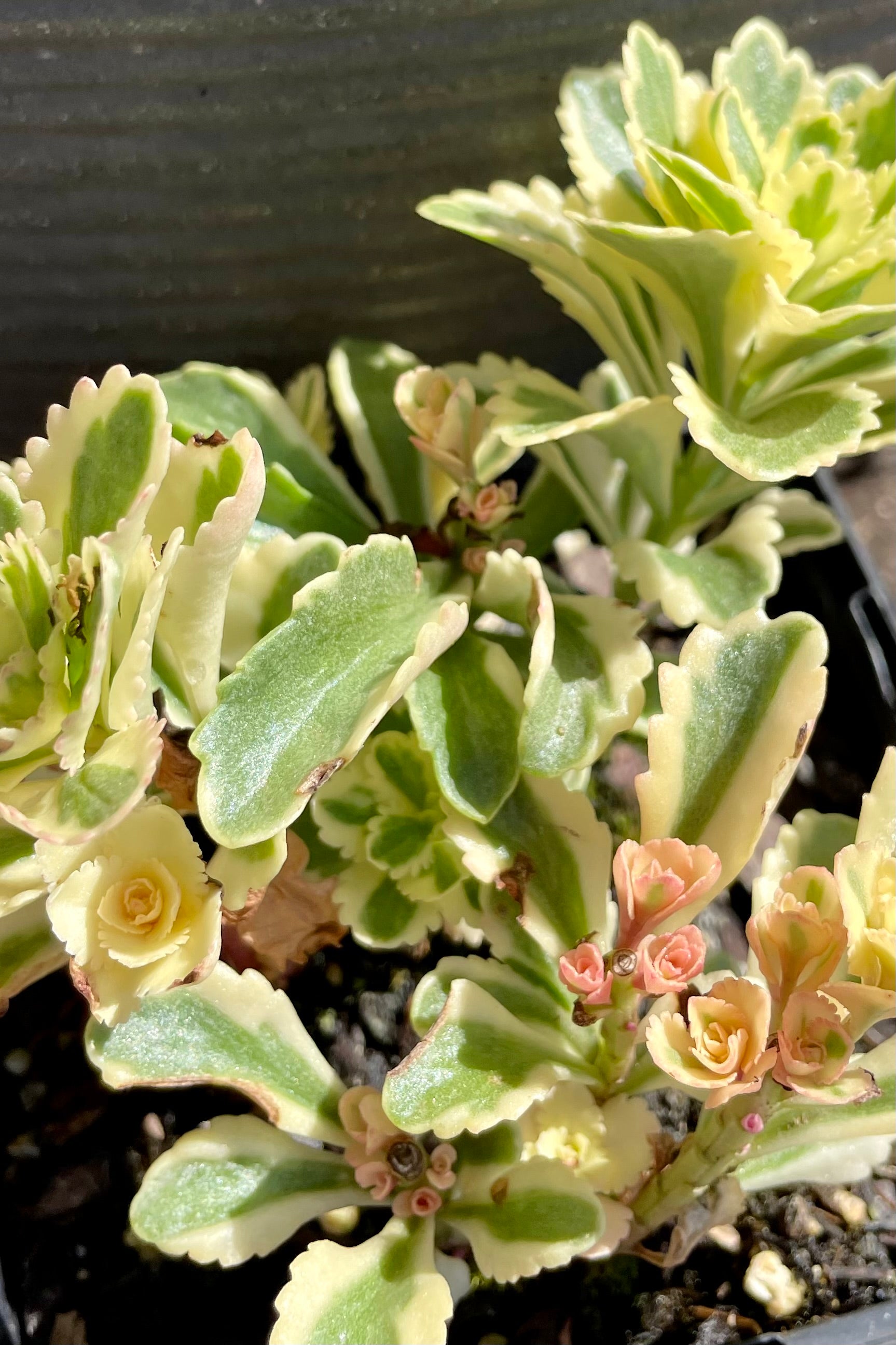 A detail picture of the Sedum 'Atlantis' beginning to bud and bloom at the end of June at Sprout Home. ©Sprout Home