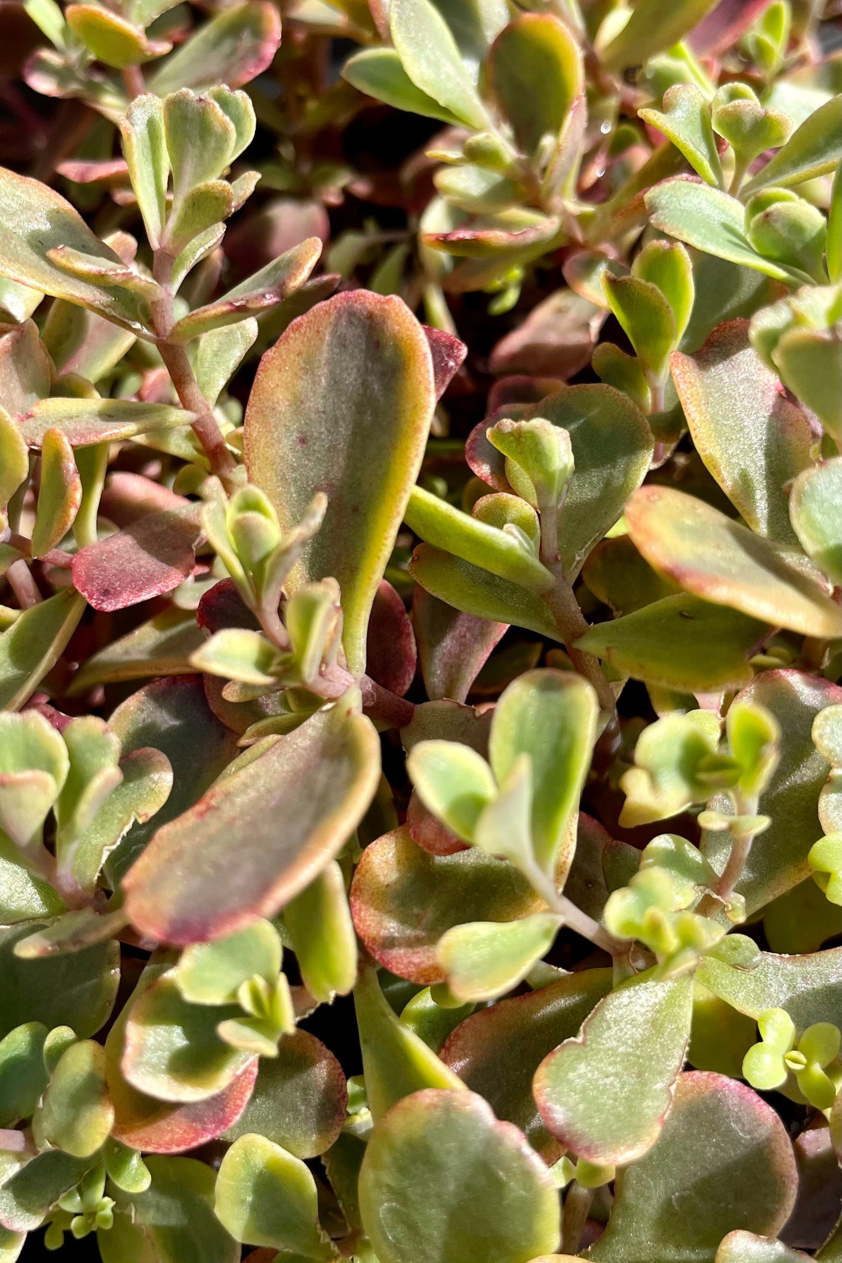 Close up the thick yellow to green with pink thick leaves of Sedum 'Wildfire' the end of June at Sprout Home.©Sprout Home