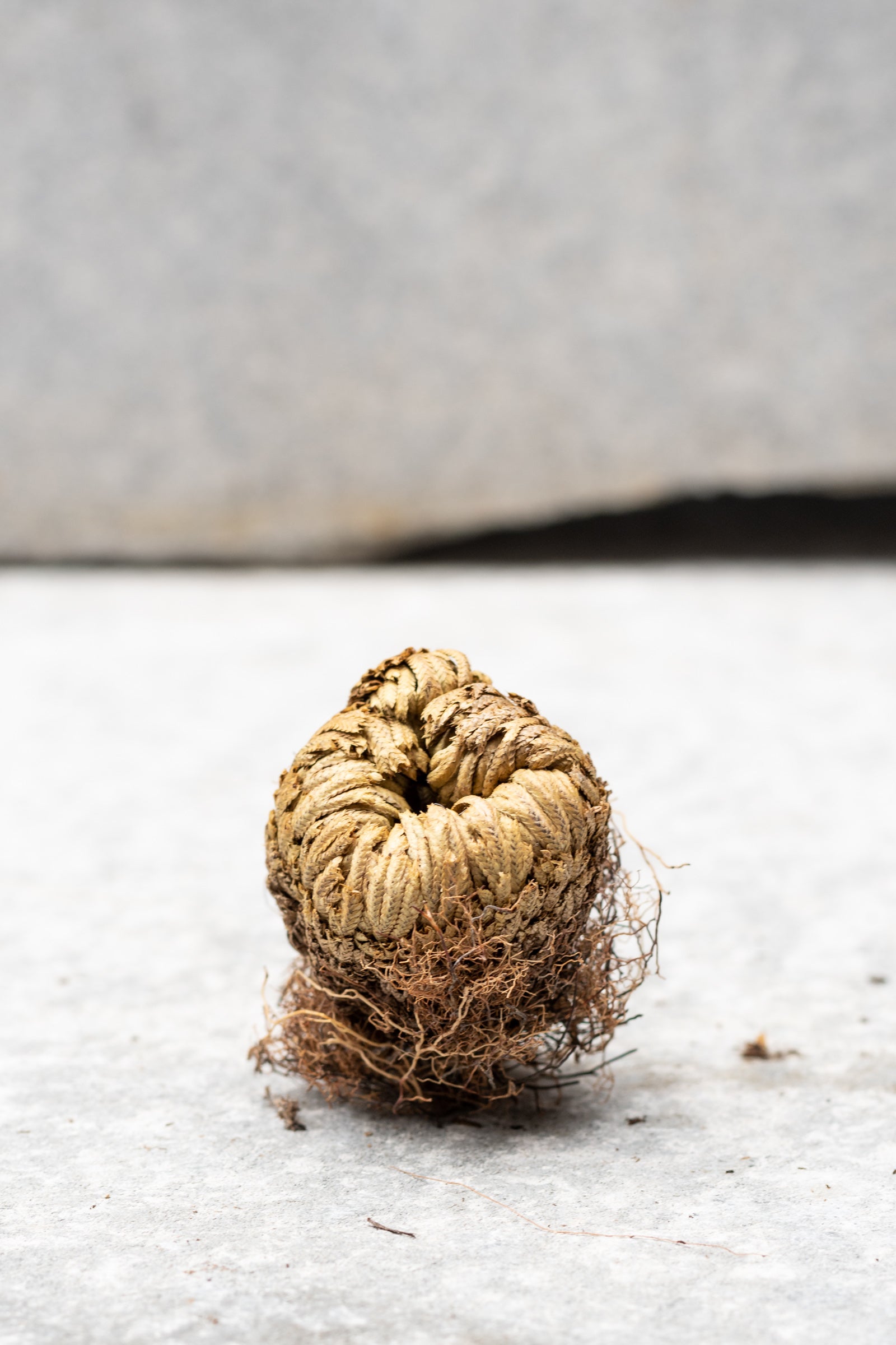 A close-up image of a Selaginella lepidophylla, also known as a 'Resurrection Plant', displaying its textured, greenish-brown ball-like stem. ©Sprout Home