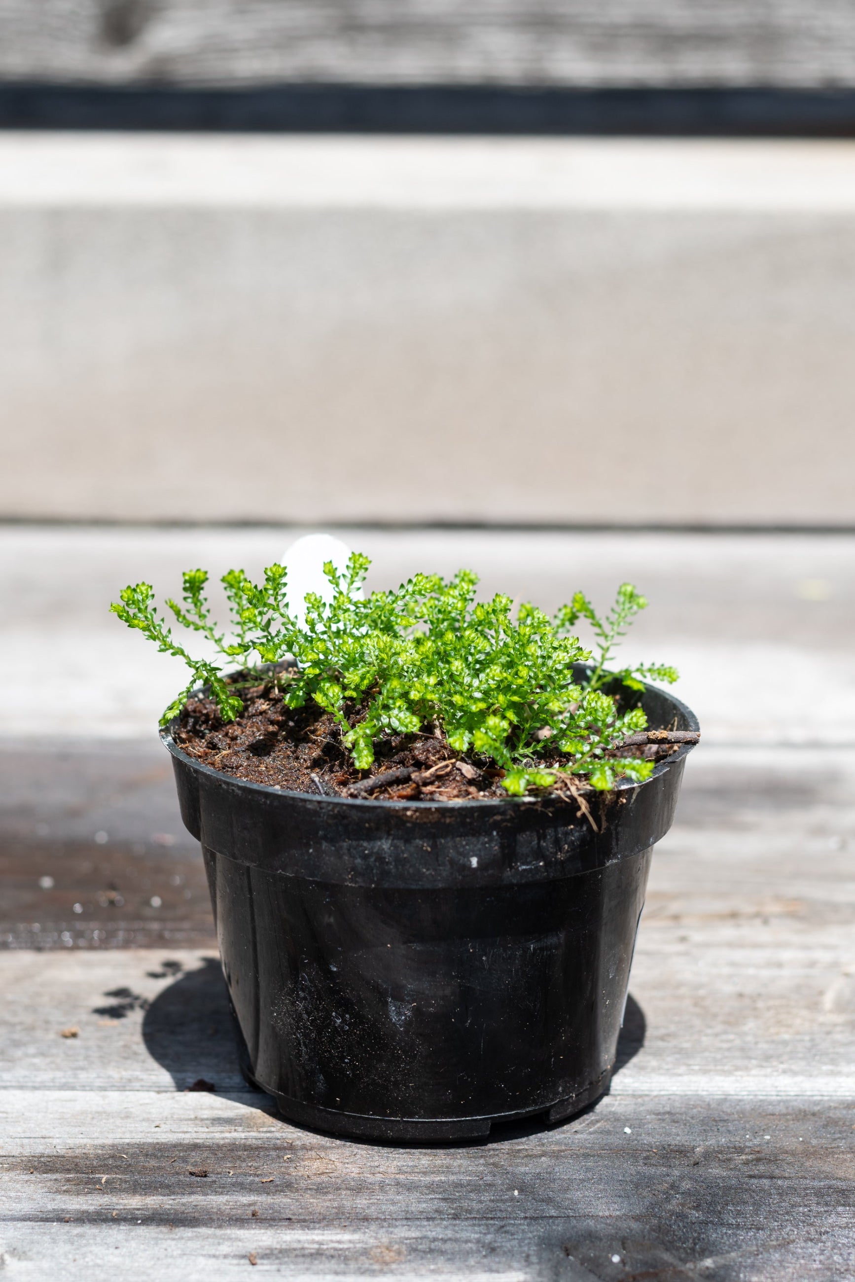 Selaginella "Club Moss" in front of grey wood background ©Sprout Home