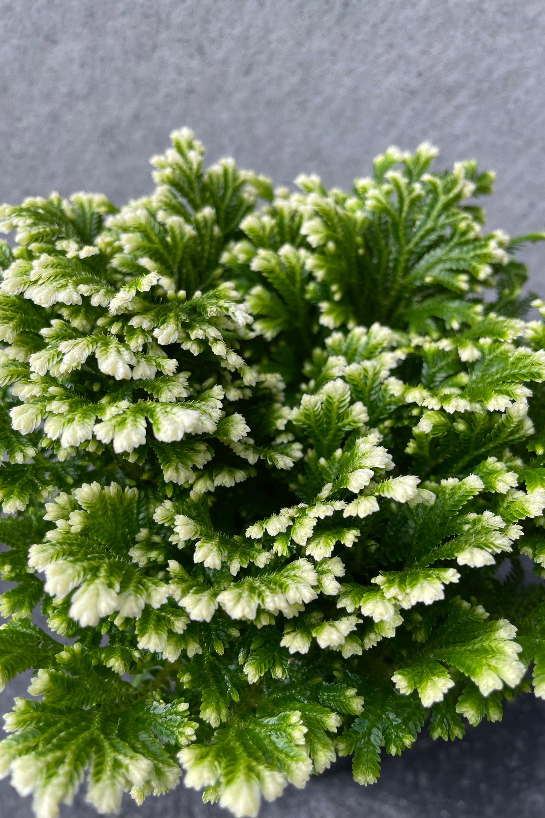 Close up of Selaginella kraussiana "Frosty Fern" foliage ©Sprout Home