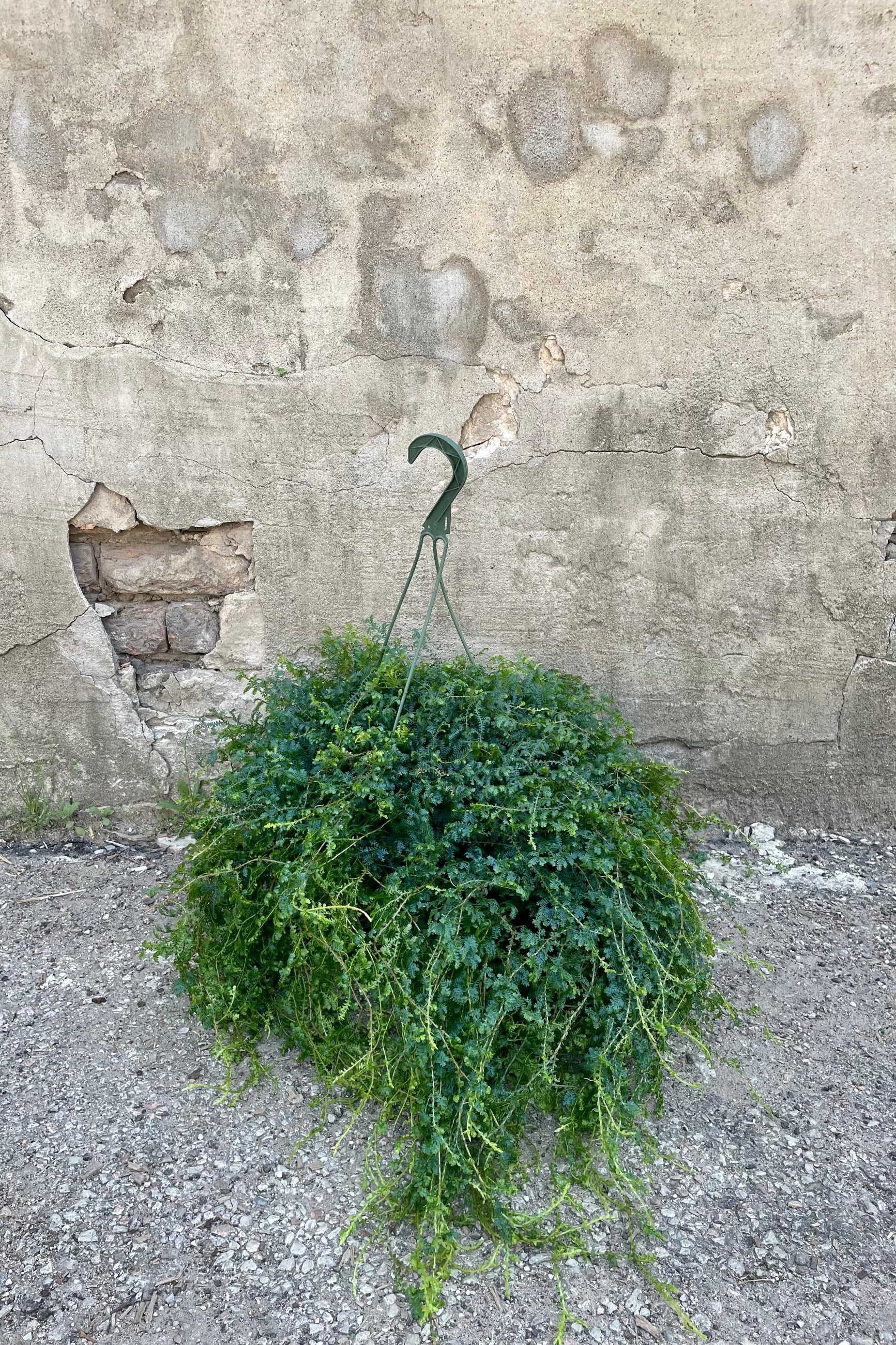 Selaginella unicata "Peacock Moss" 8" green growers hanging pot withvining iridescent green and blue leaves against a grey wall ©Sprout Home