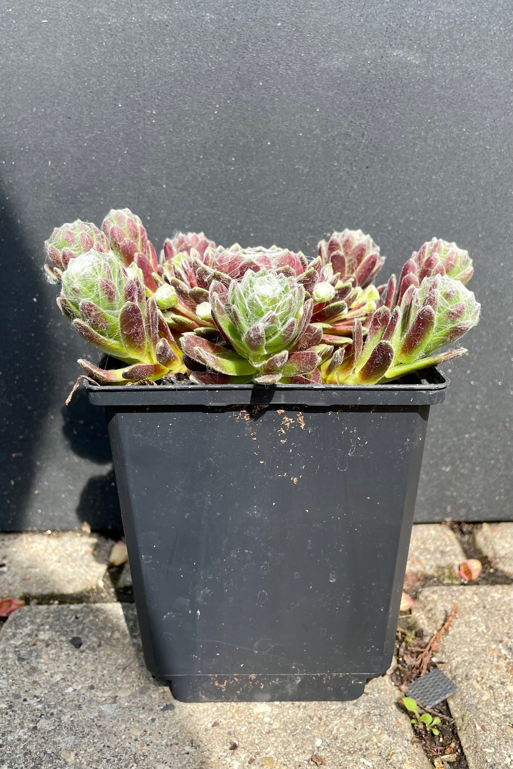 Sempervivum 'Cobweb' in a quart size showing the web like striations on top of green and red thick foliage the middle of May at Sprout Home. ©Sprout Home