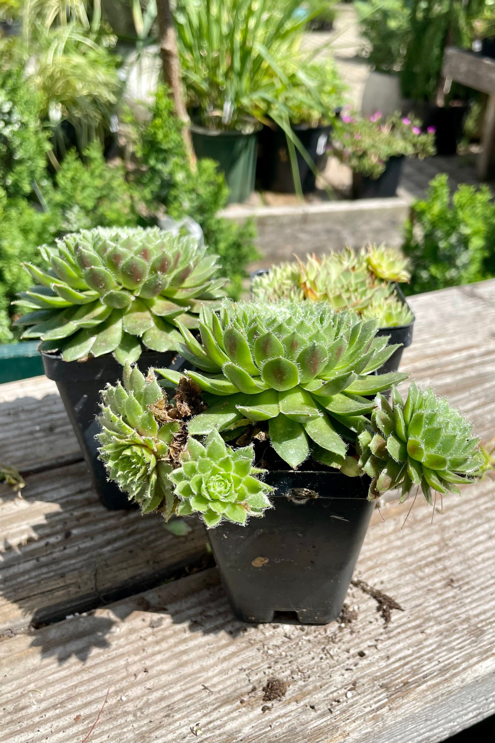 2.5" Sempervivum Hens & Chicks showing various rosette forms the end of July. ©Sprout Home