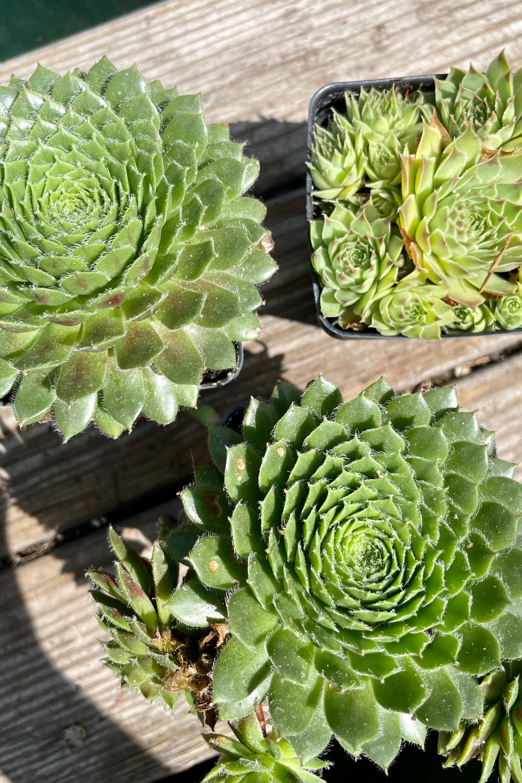 photo from above of various 2.5" Hen & Chick varieties showing different rosette forms the end of July at Sprout Home. ©Sprout Home