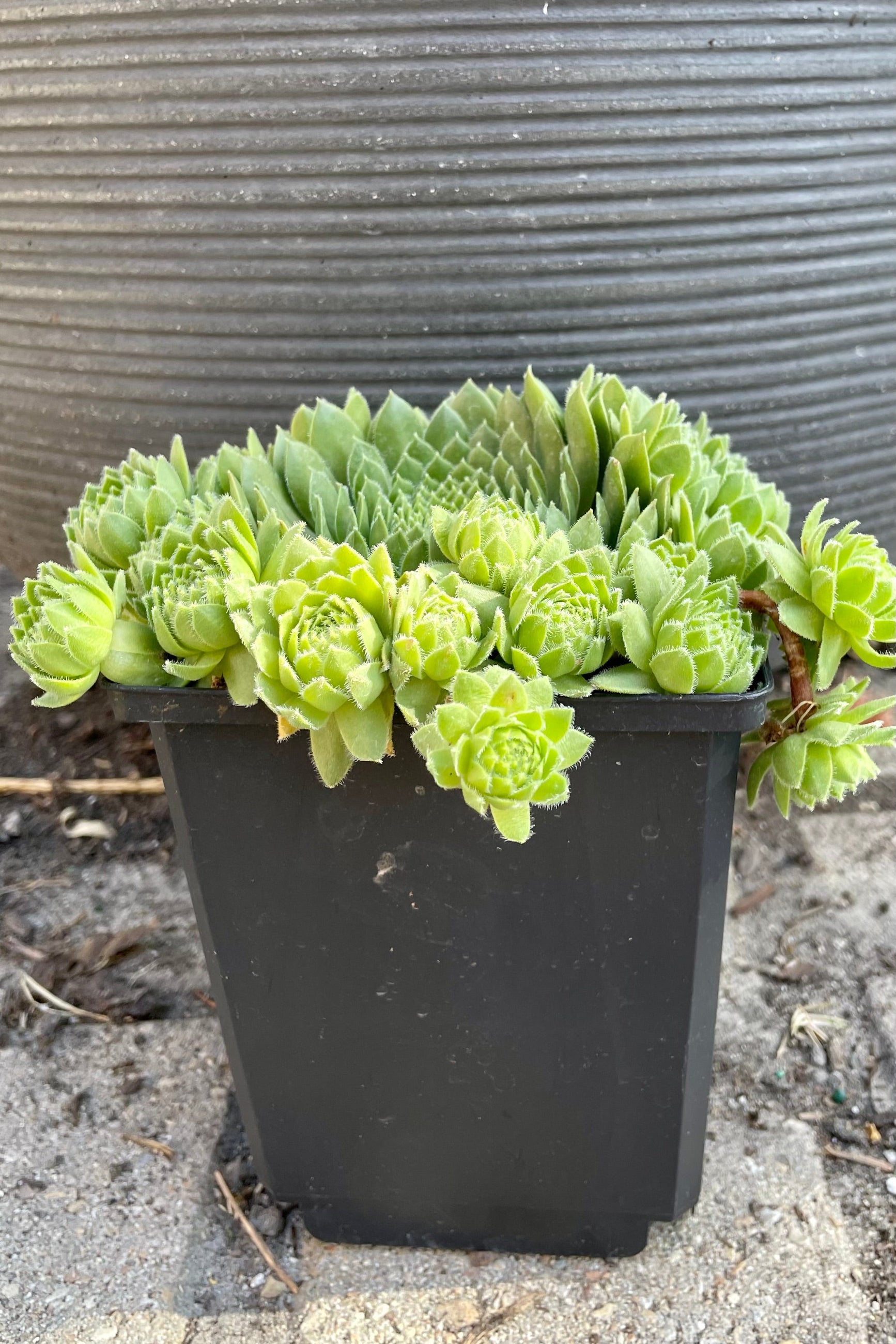 4.5" container of the Sempervivum braunii showing the green rosettes against a horizontal gray banded background mid to late June at Sprout Home. ©Sprout Home