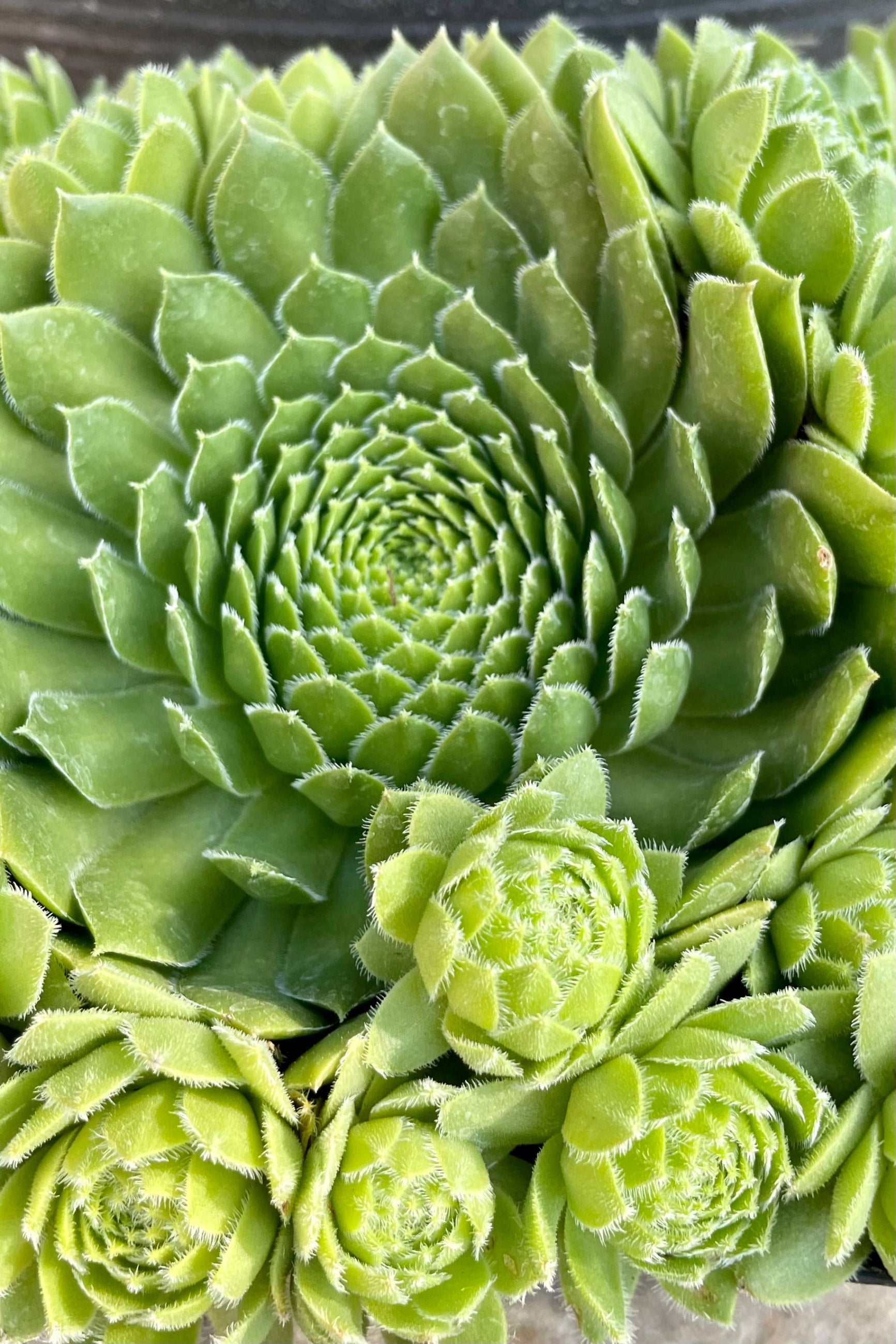 Detail picture of a Sempervivum braunii showing the green rosettes mid to late June at Sprout Home ©Sprout Home