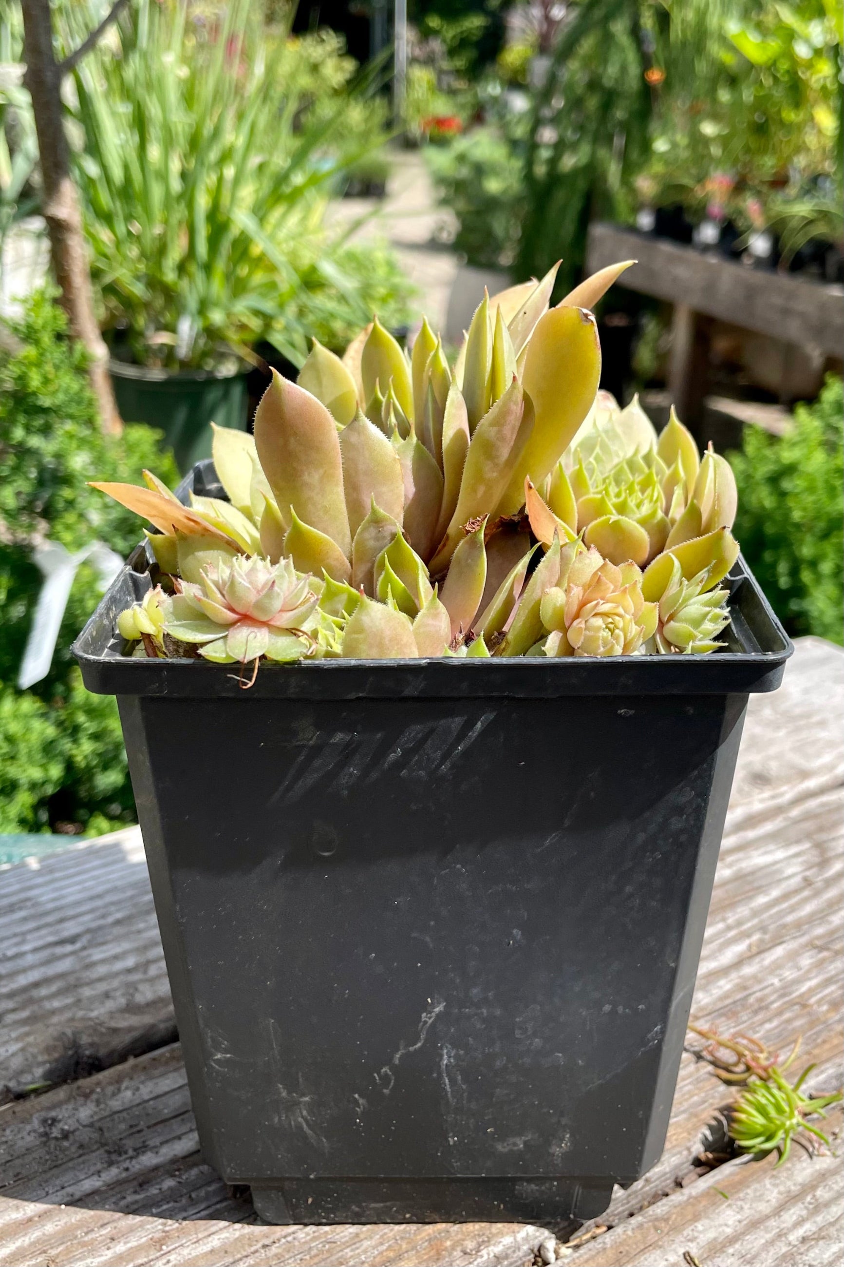 Sempervivum 'Commander Hay' poking out its thick leaves from a 1 quart size pot the end of July at Sprout Home. ©Sprout Home