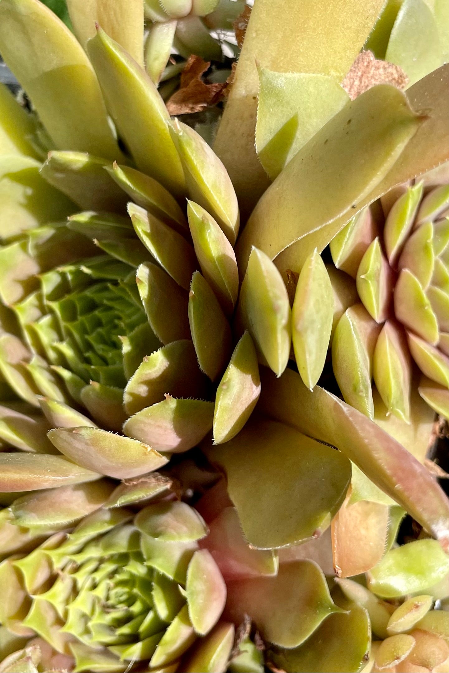 the colorful rosettes of Sempervivum 'Commander Hay' at the end of July. ©Sprout Home