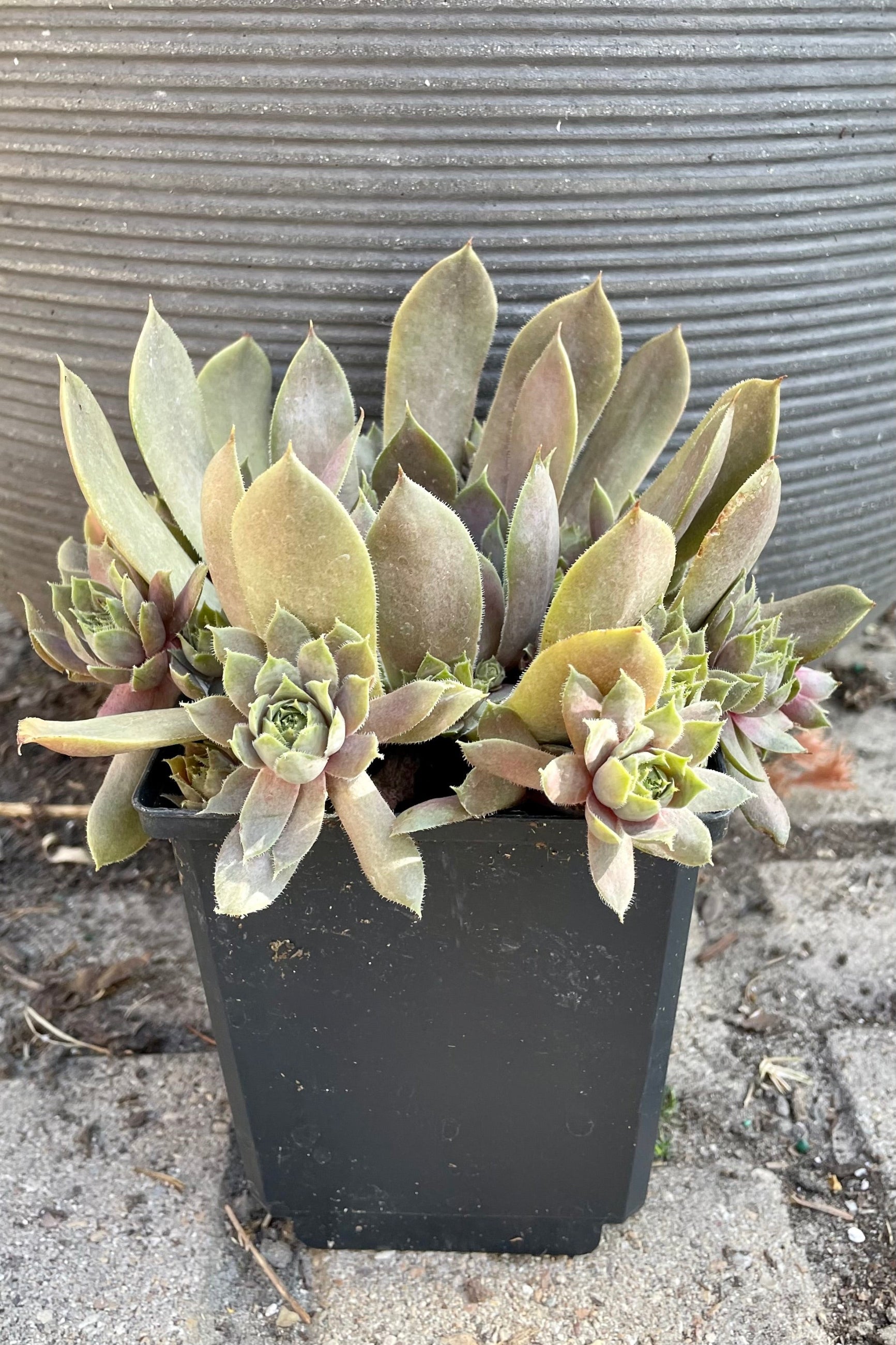 1qt size pot of Sempervivium 'Purple Beauty' plant showing the purple rosettes standing against a horizontally banded pot at Sprout Home towards the end of June. ©Sprout Home