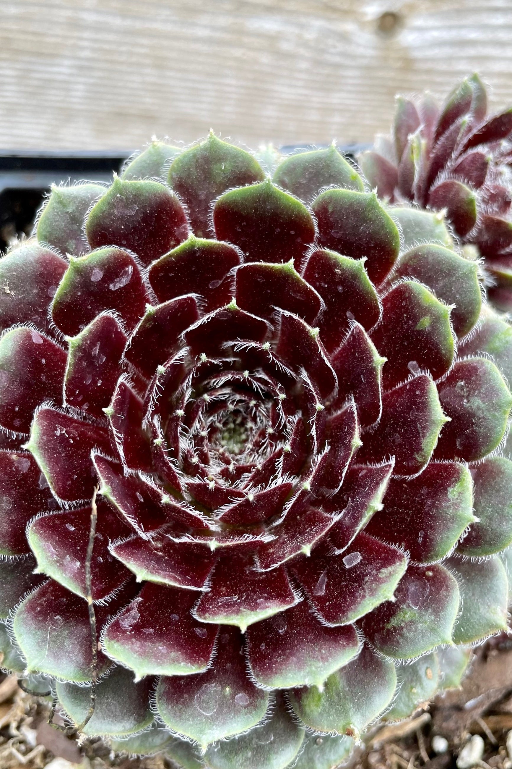 Detail of Sempervivum 'Pilioseum' 4.5" against a grey wall ©Sprout Home