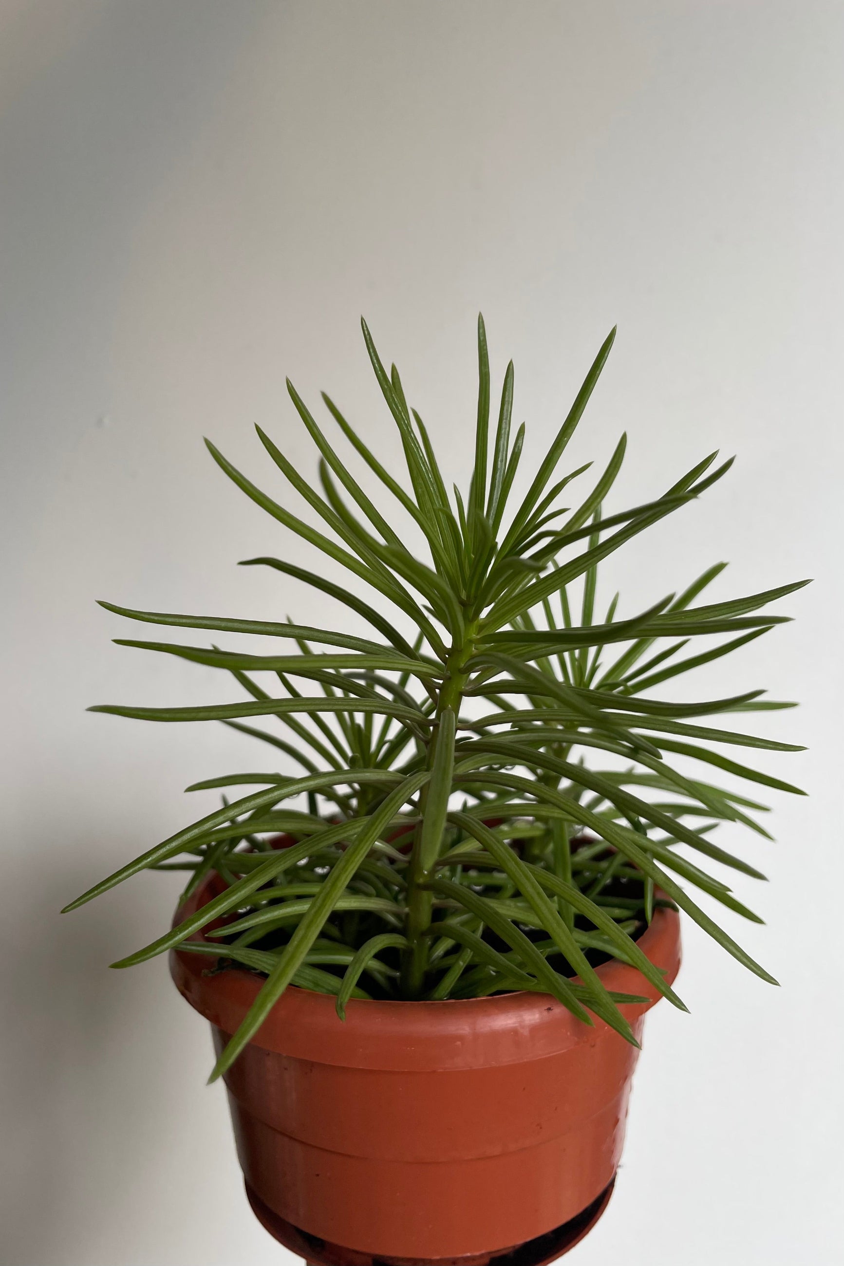 Photo of a Senecio with upright stems with dense narrow green leaves. ©Sprout Home