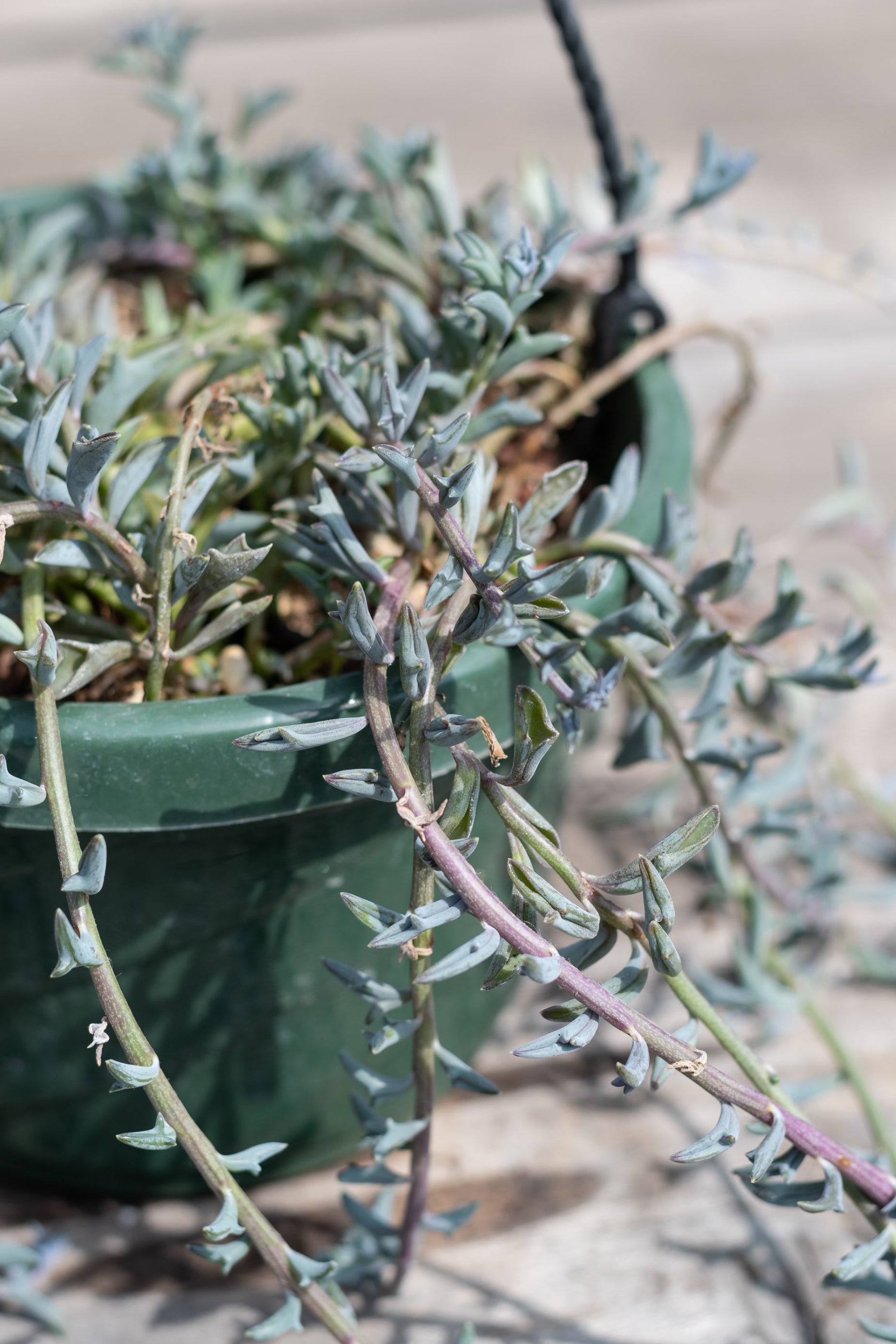 Close up of Senecio peregrinus "String of Dolphins" ©Sprout Home