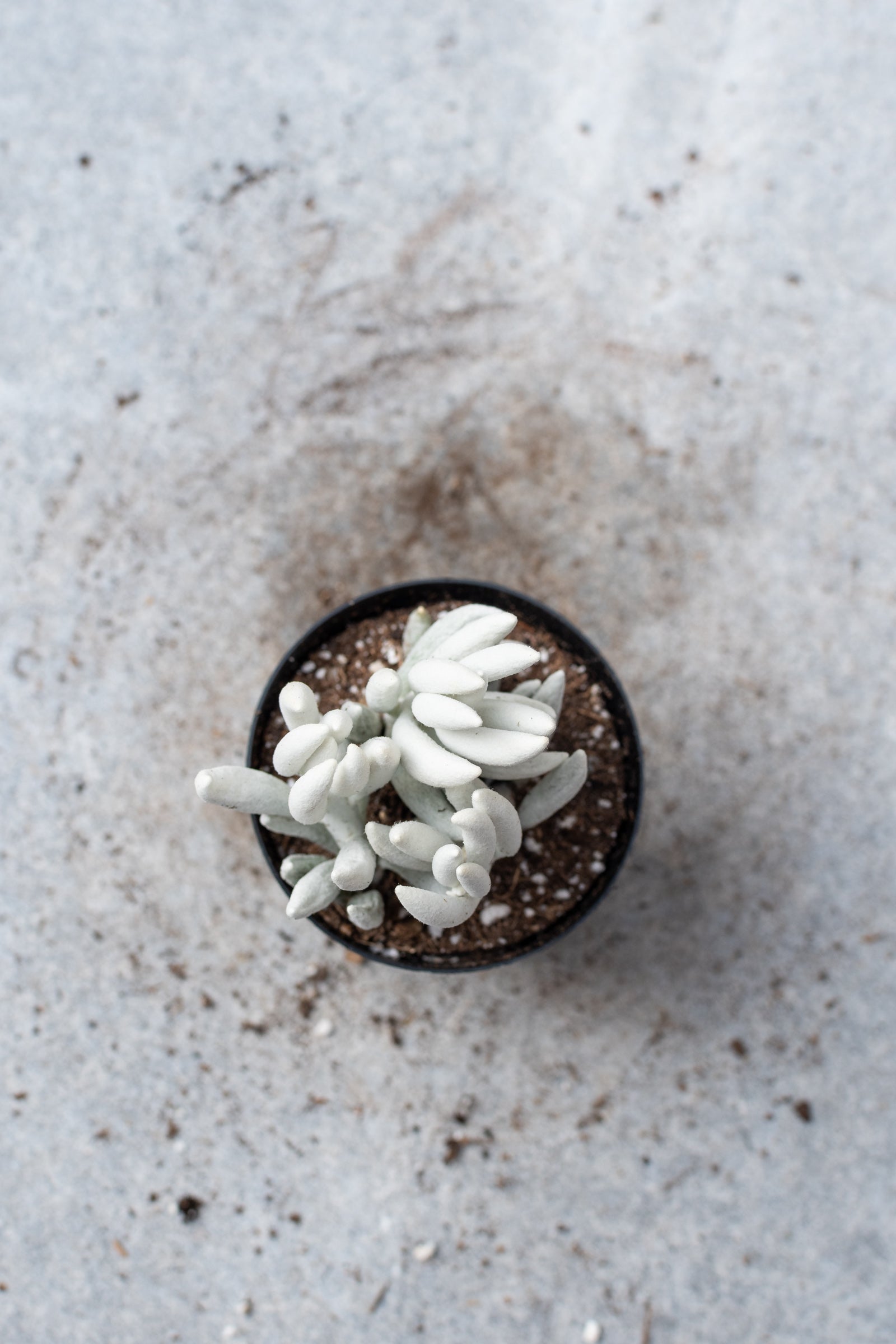 The dusty grey succulent body of the Senecio haworthii plant pictured from above.
