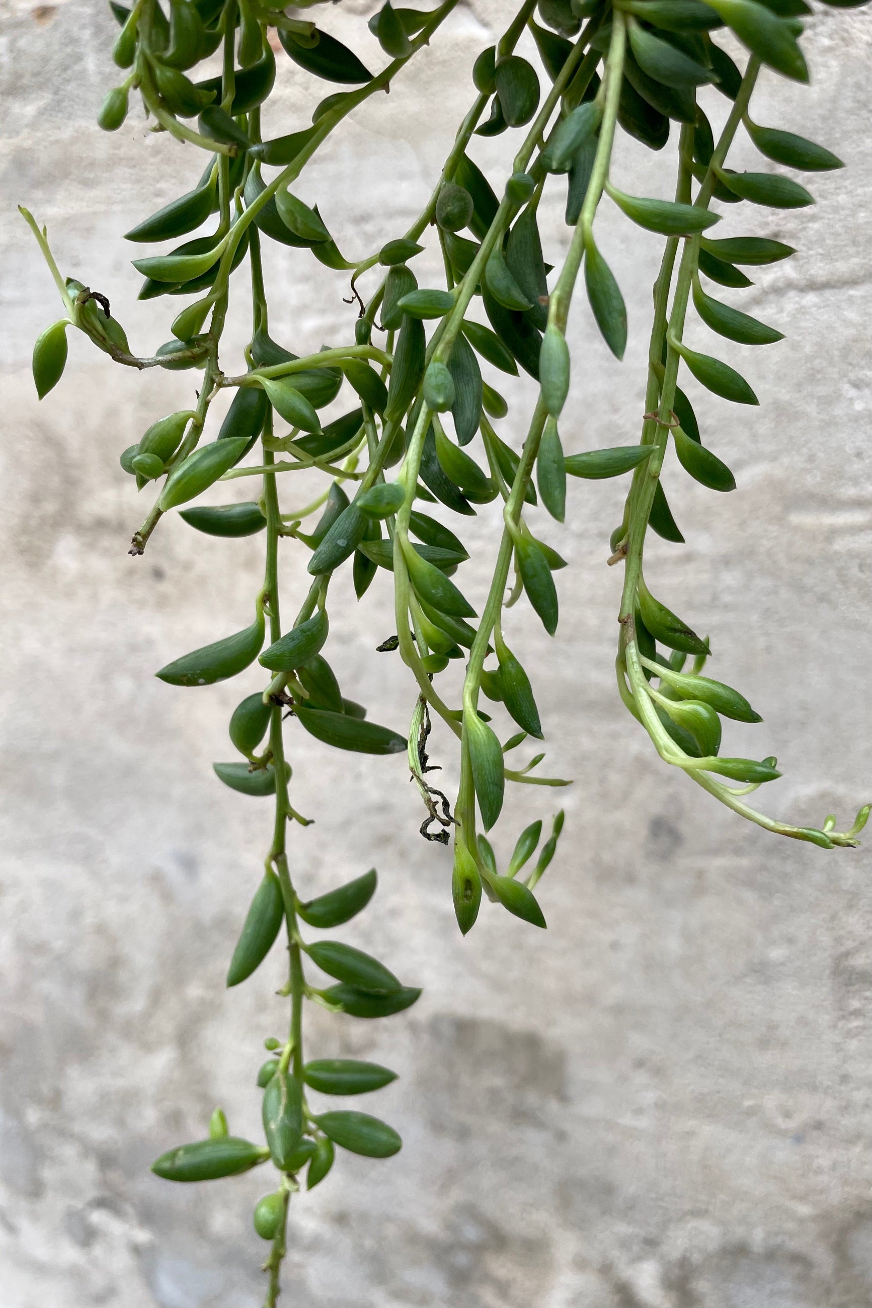 Senecio radicans "String of Banana" 8" detail of vining plump green leaves against a grey wall ©Sprout Home