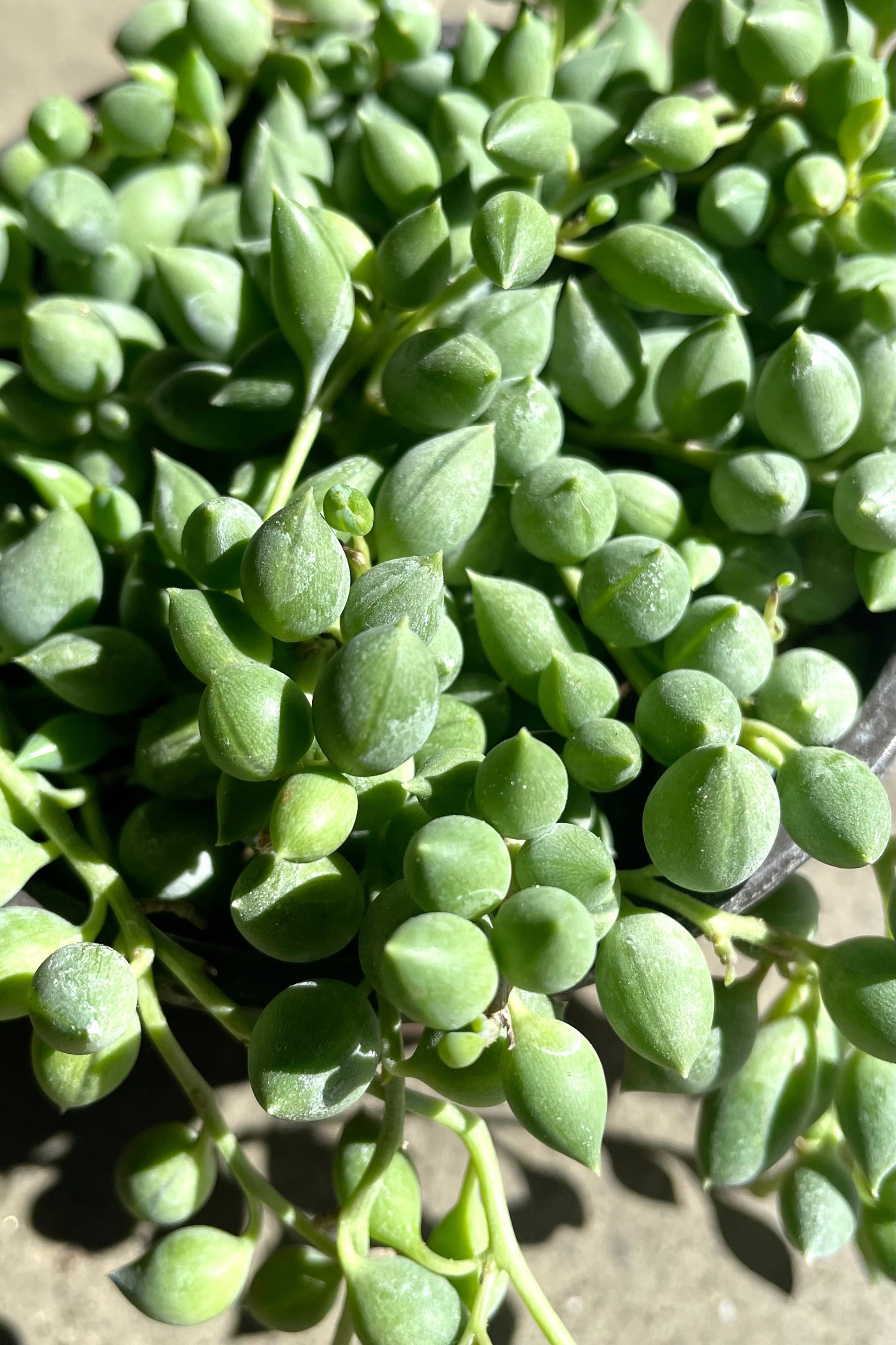 A detailed view of Senecio radicans "String of Beans" 4" against concrete backdrop ©Sprout Home