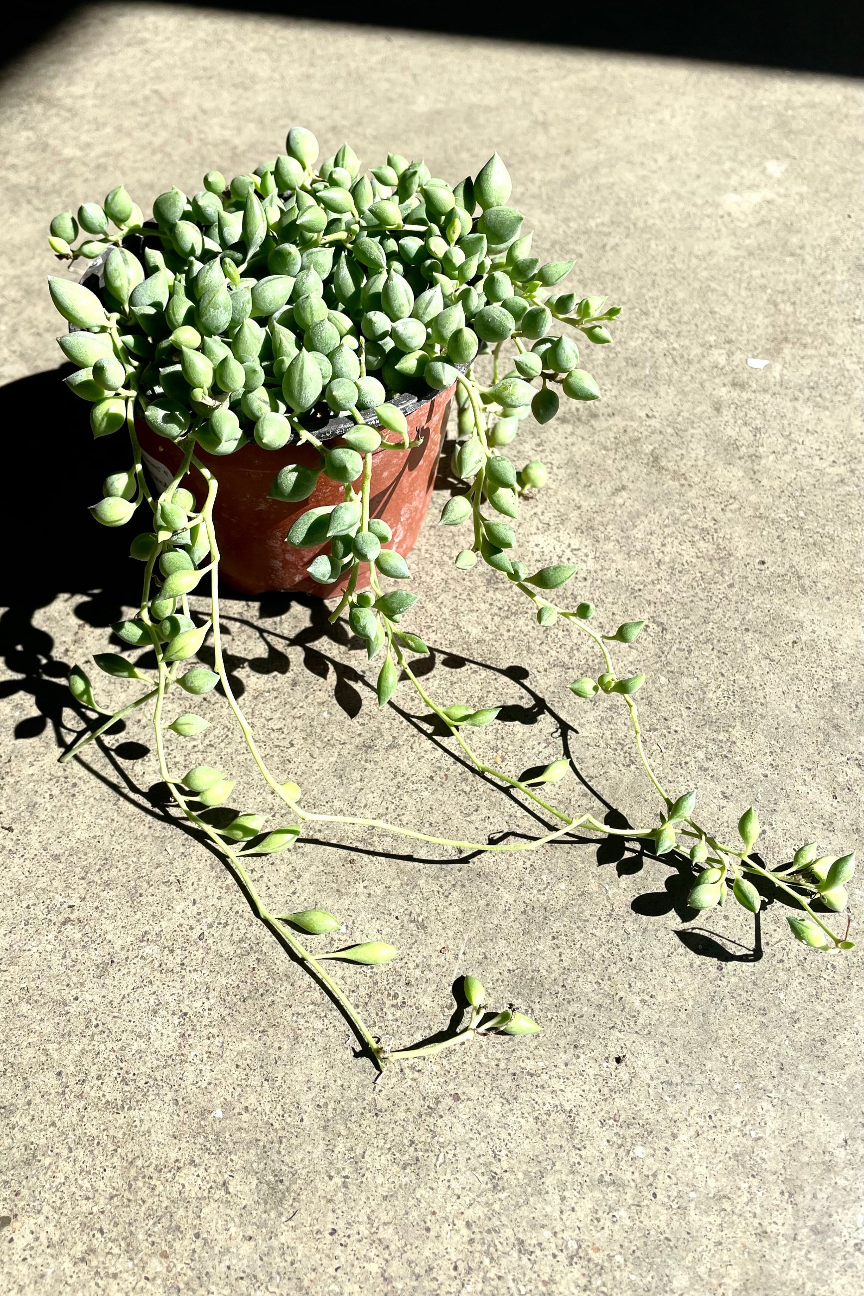A full view of Senecio radicans "String of Beans" 4" basking in the sunlight against concrete backdrop ©Sprout Home