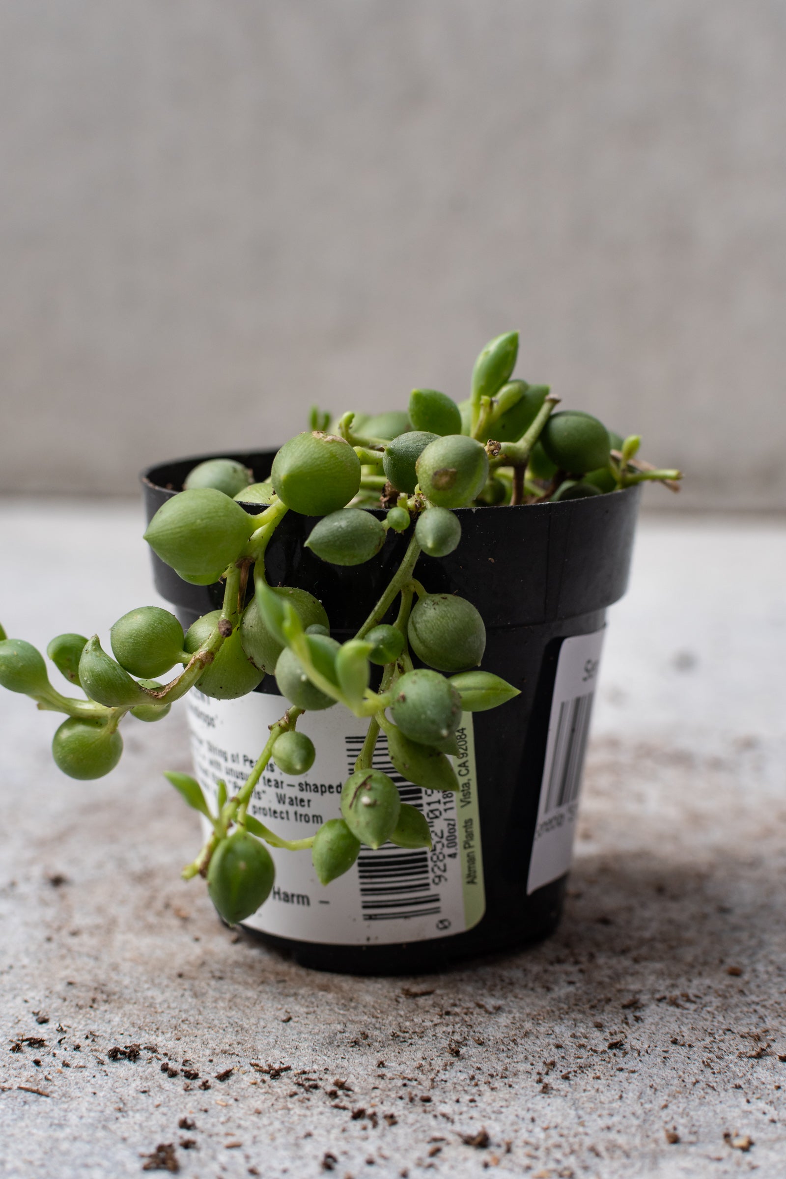 oz succulent Senecio herreianus "String of Raindrops" 2.5" at SPROUT HOME
