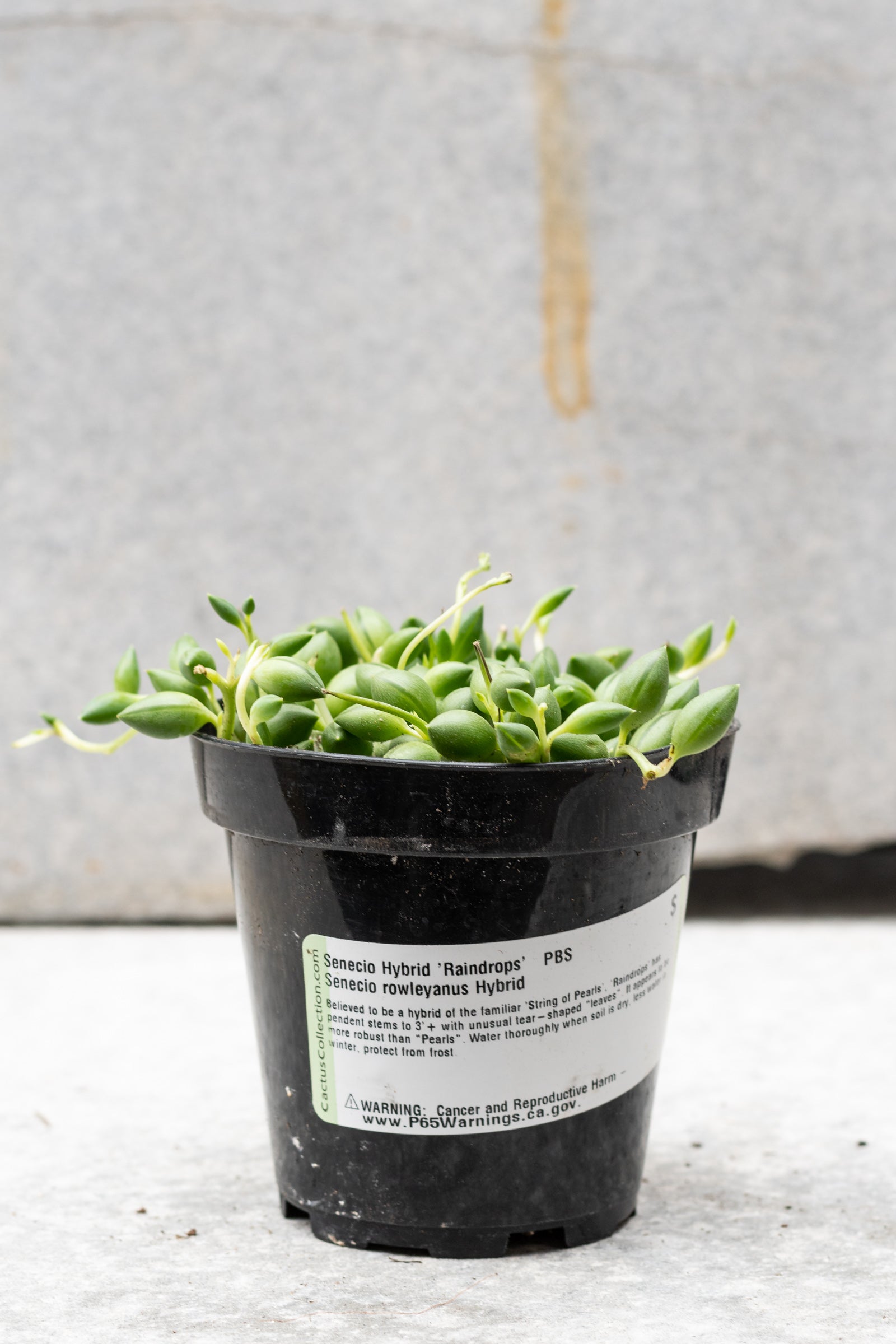 Senecio 'Raindrops' in a growers pot in front of a concrete wall ©Sprout Home