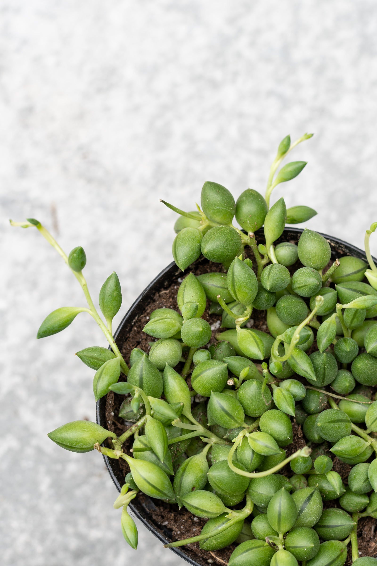 A potted Senecio herreianus plant, commonly known as 'String of Raindrops', with green leaves spilling out of the pot. ©Sprout Home