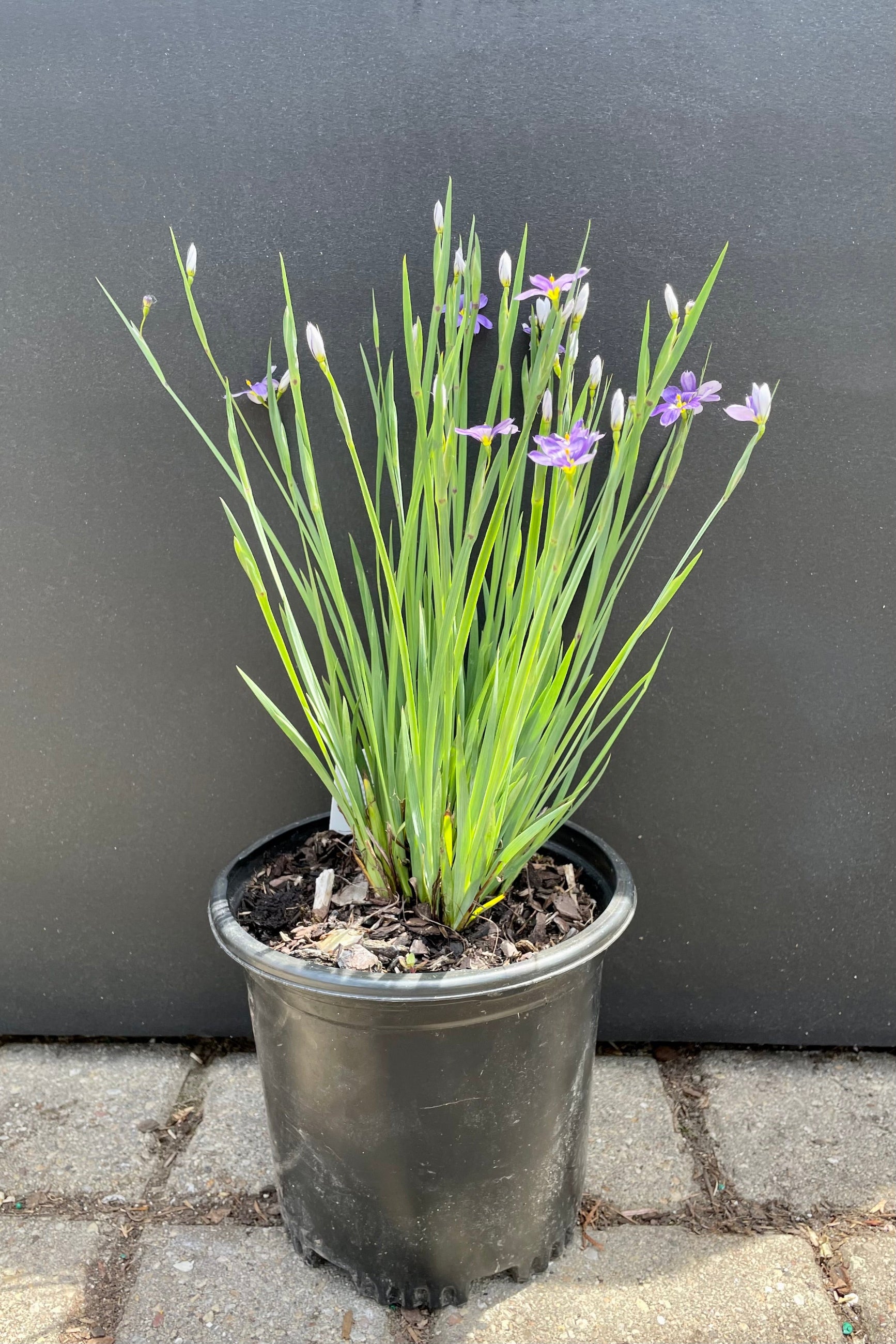 Sisyrinchium 'Lucerne'#1 pot begining to bloom the end of May with purple flowers with yellow centers at Sprout Home. ©Sprout Home