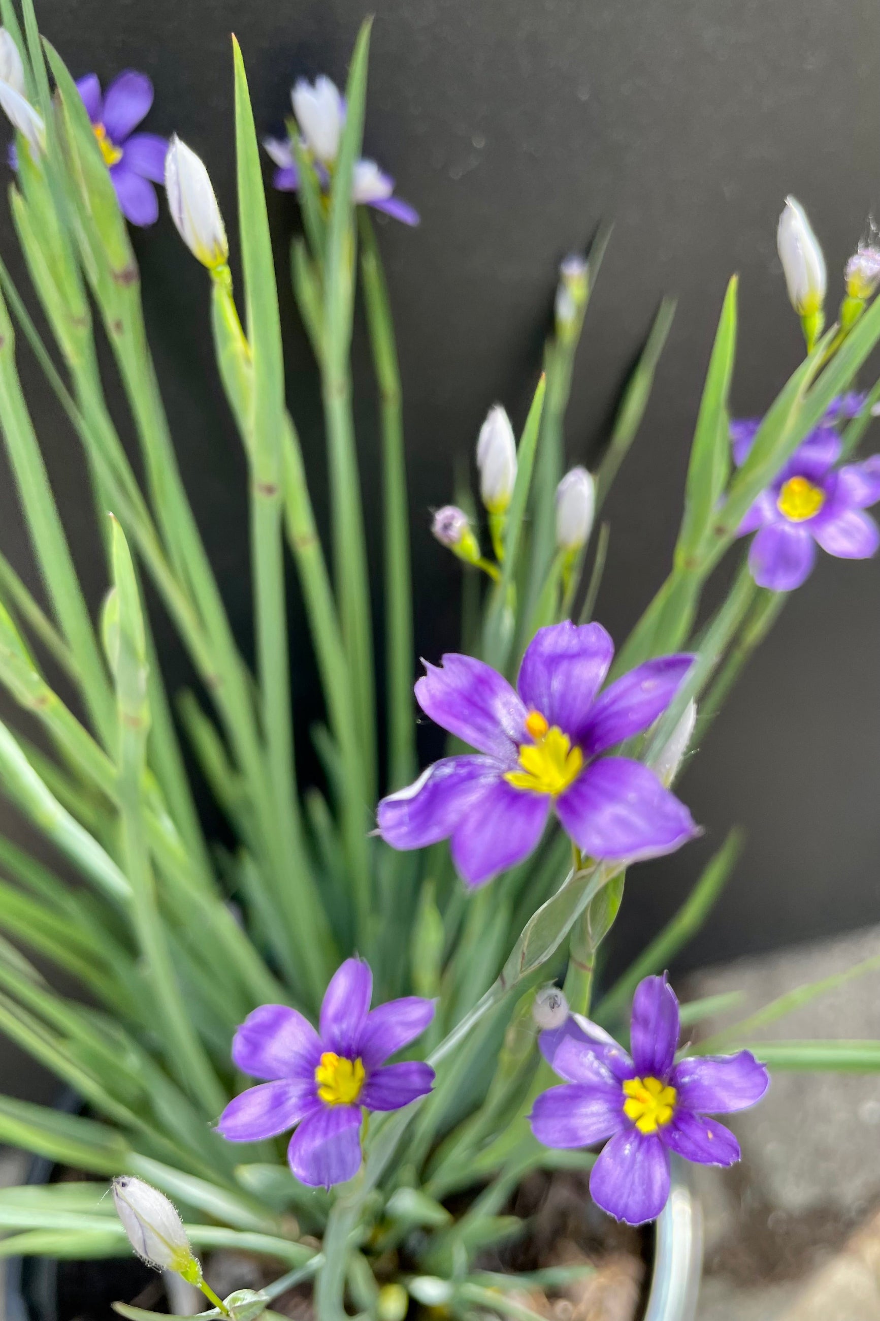 Sisyrinchium 'Lucerne' beggining to bloom the end of May with purple flowers with yellow centers at Sprout Home. ©Sprout Home