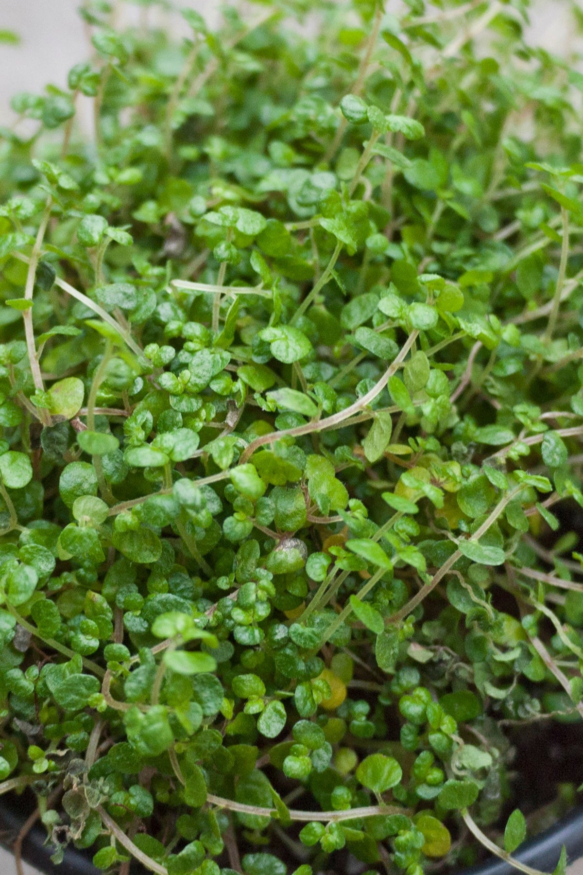 Up close picture of the delicate leaves of the Soleirolia soleirolii plant. ©Sprout Home