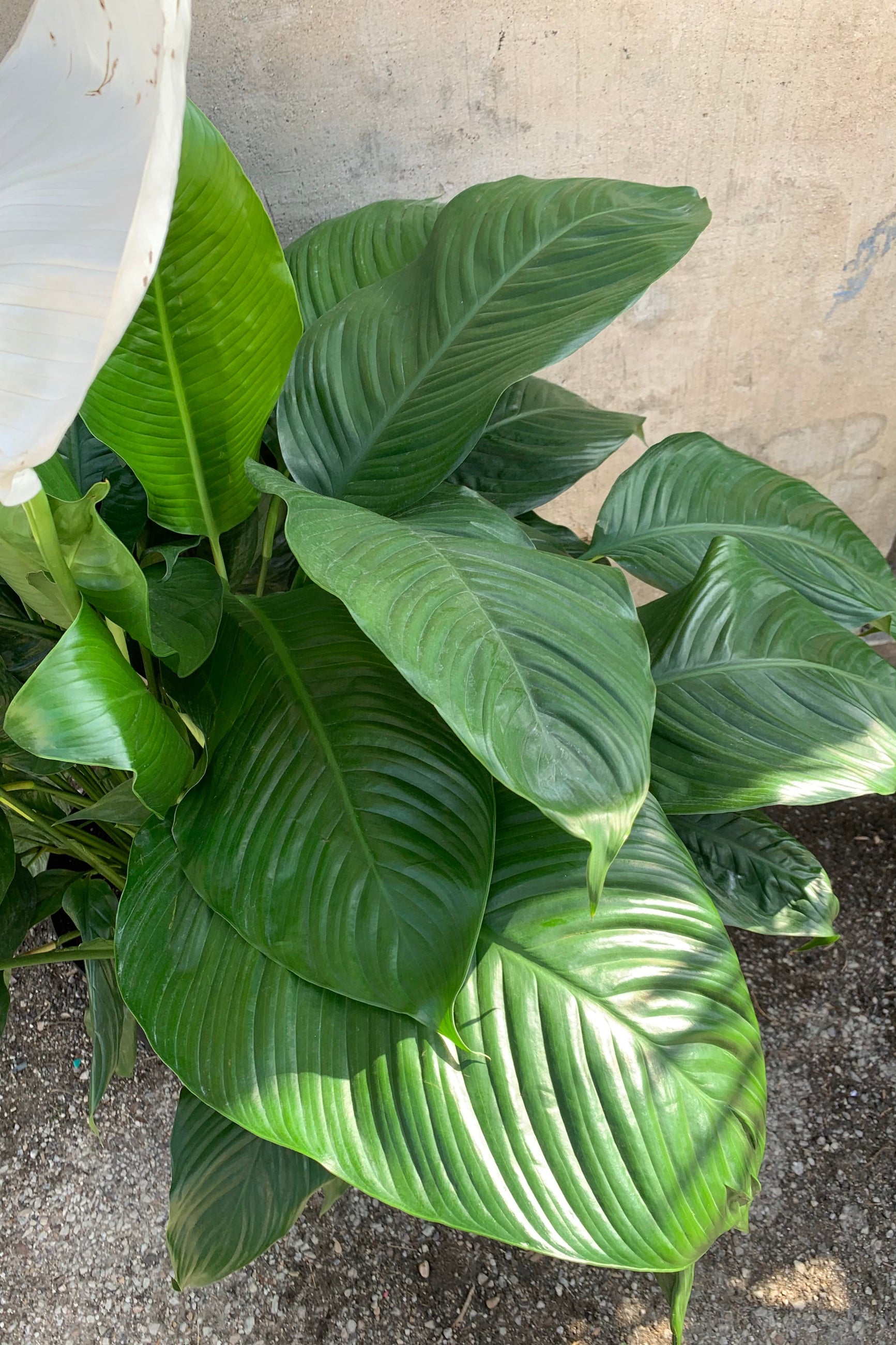 Spathiphyllum plant pictured from above looking down on to it. ©Sprout Home