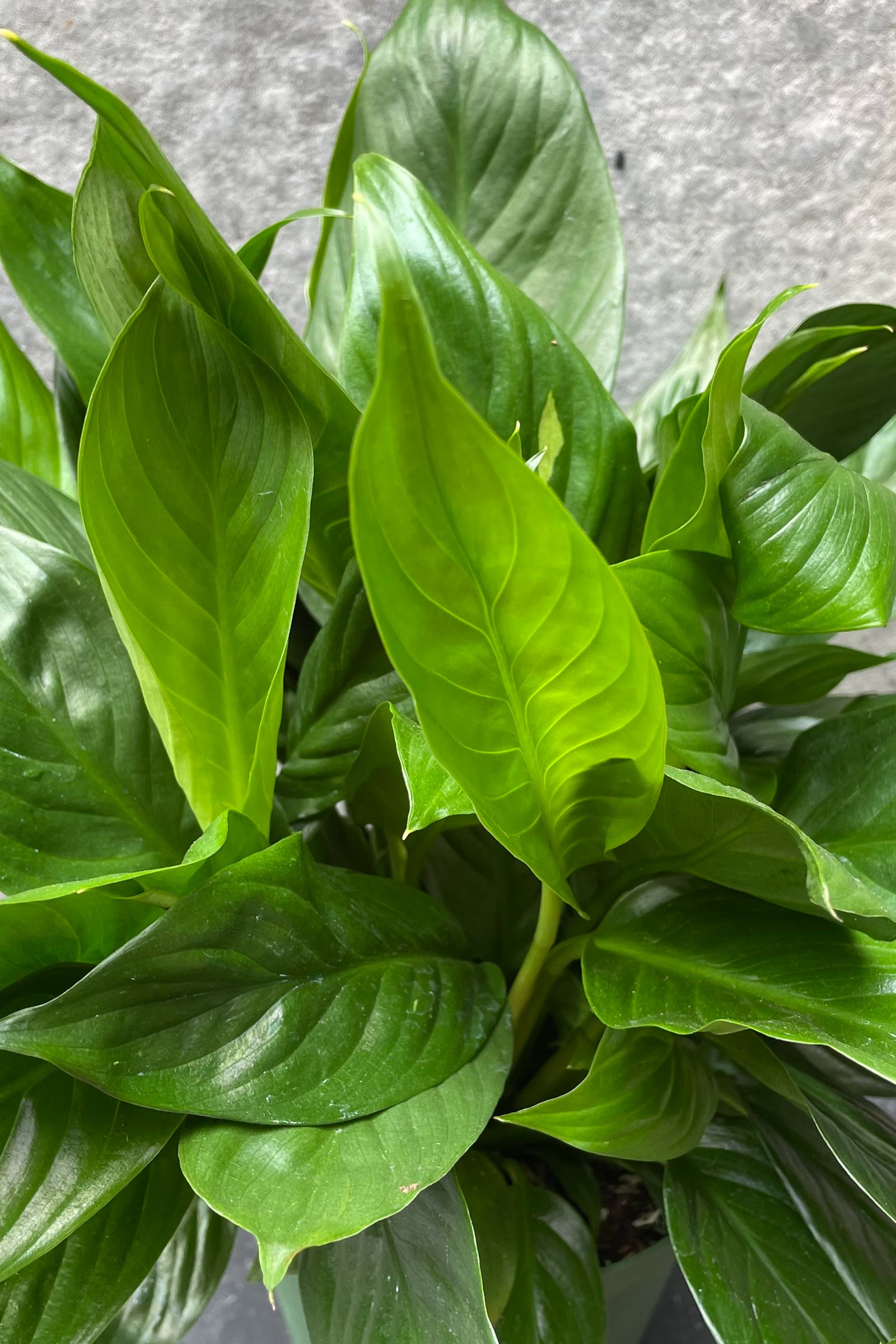 A close-up image of a Spathiphyllum 'Peace Lily' plant showing its green leaves and spathe. ©Sprout Home