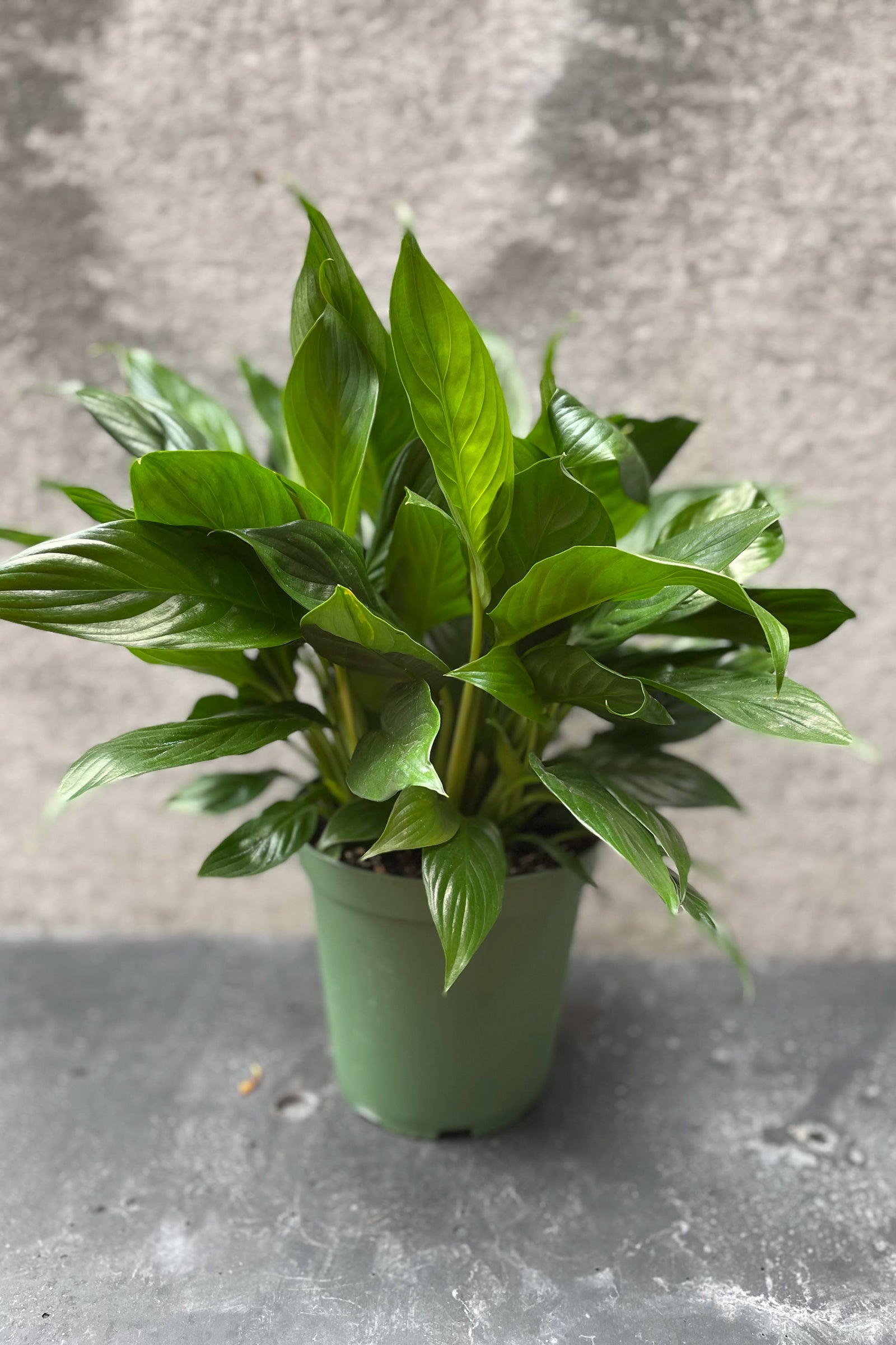 Peace Lily in a 6" growers pot viewed from the side against a gray wall ©Sprout Home