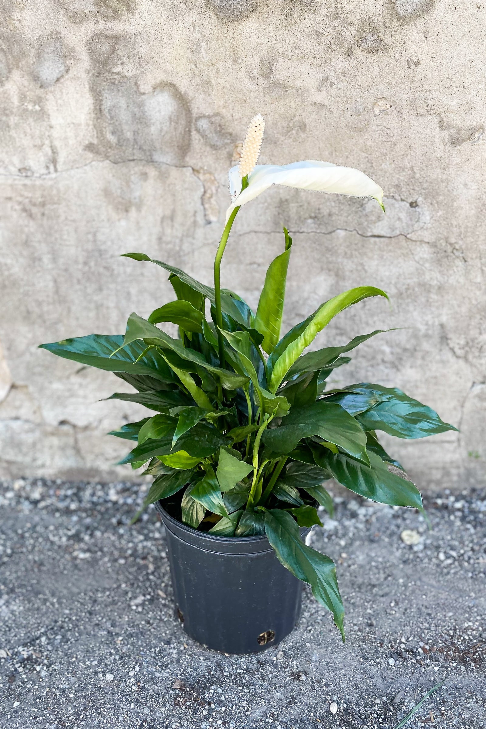 Large Spathiphyllum "Peace Lily" potted in front of concrete wall ©Sprout Home