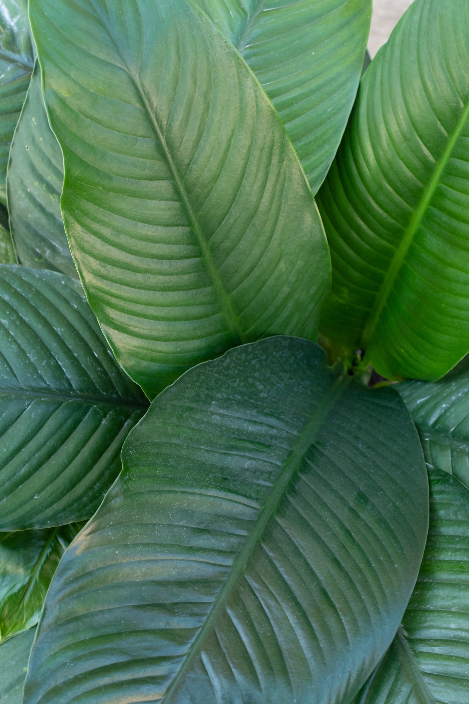 sensation indoor plant Spathiphyllum 'Sensation' 10" at SPROUT HOME
